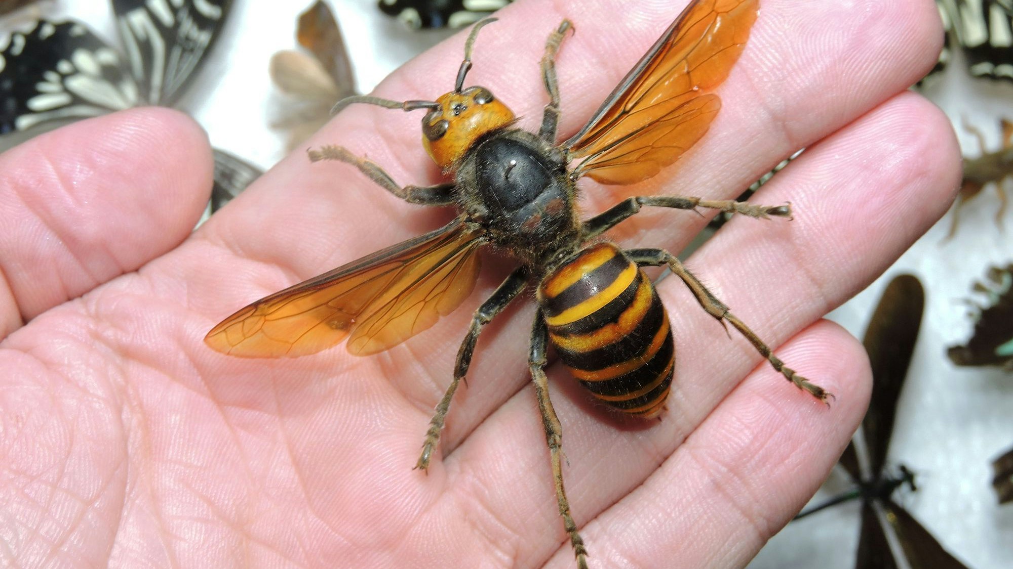 Die Gattung Vespa mandarinia wird bis zu fünf Zentimeter groß, sie könnte in ein paar Jahren in Europa landen. Die "Killer-Hornisse" (vespa velutina) könnte schon heuer bei uns sein, fürchten Experten.