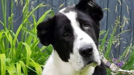 "Bounty" ist auf der Suche nach einer Familie.