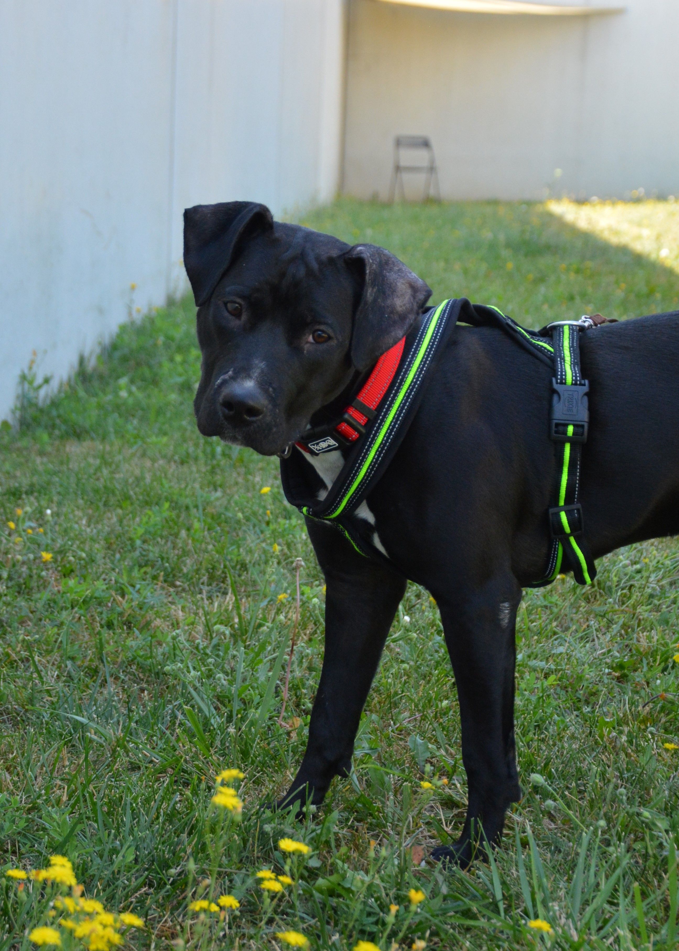 Makima hatte eine Operation am Vorderbein. Deshalb ist sie aber nicht weniger quirlig.