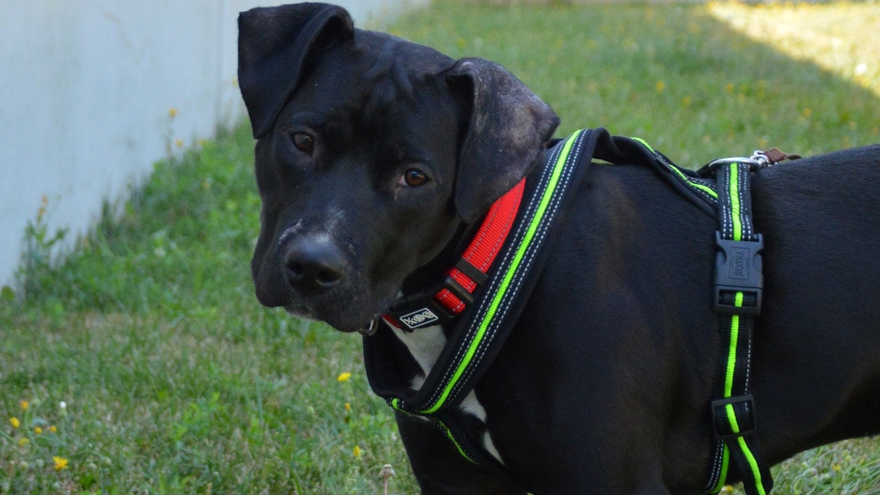 Heute.at - Makima (2) liebt es zu kuscheln