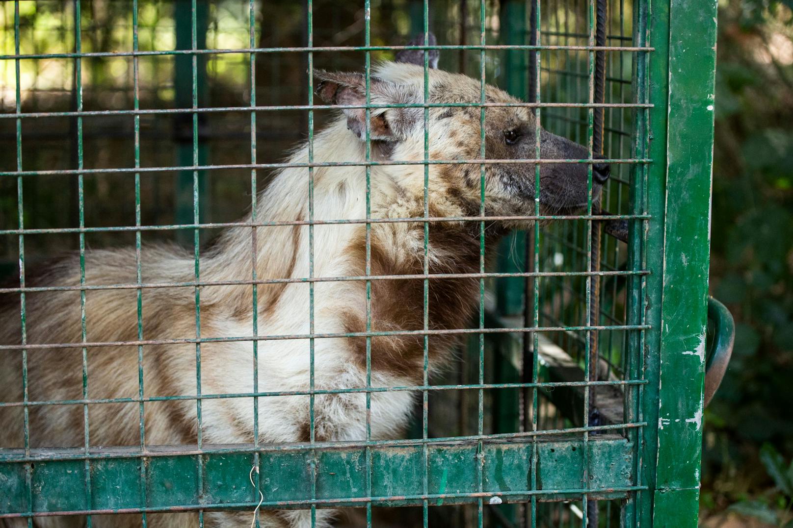 Neun Löwen und eine dreibeinige Hyäne aus dem Dinder-Nationalpark (die im November 2023 von Sudan Animal Rescue evakuiert wurden) werden vorübergehend im Kassala-Zoo gehalten.