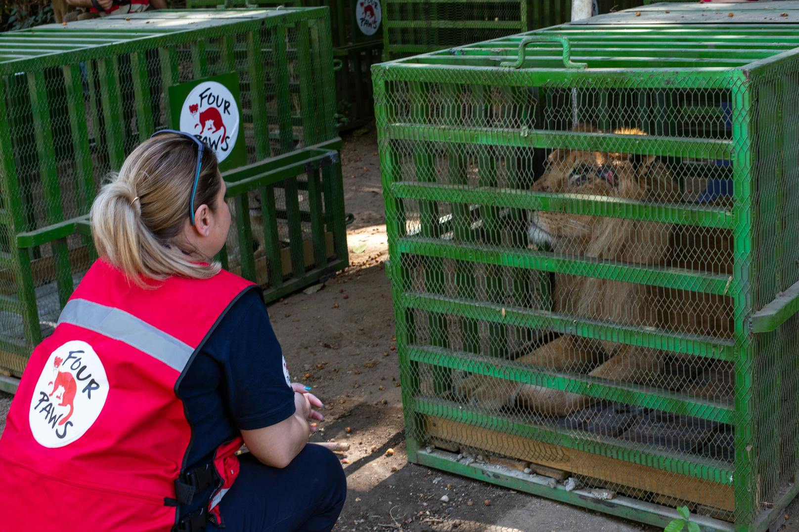 Neun Löwen und eine dreibeinige Hyäne aus dem Dinder-Nationalpark (die im November 2023 von Sudan Animal Rescue evakuiert wurden) werden vorübergehend im Kassala-Zoo gehalten.