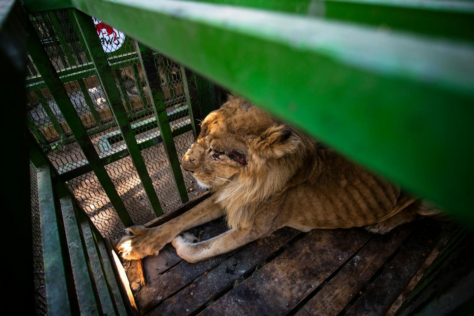 Neun Löwen und eine dreibeinige Hyäne aus dem Dinder-Nationalpark (die im November 2023 von Sudan Animal Rescue evakuiert wurden) werden vorübergehend im Kassala-Zoo gehalten.