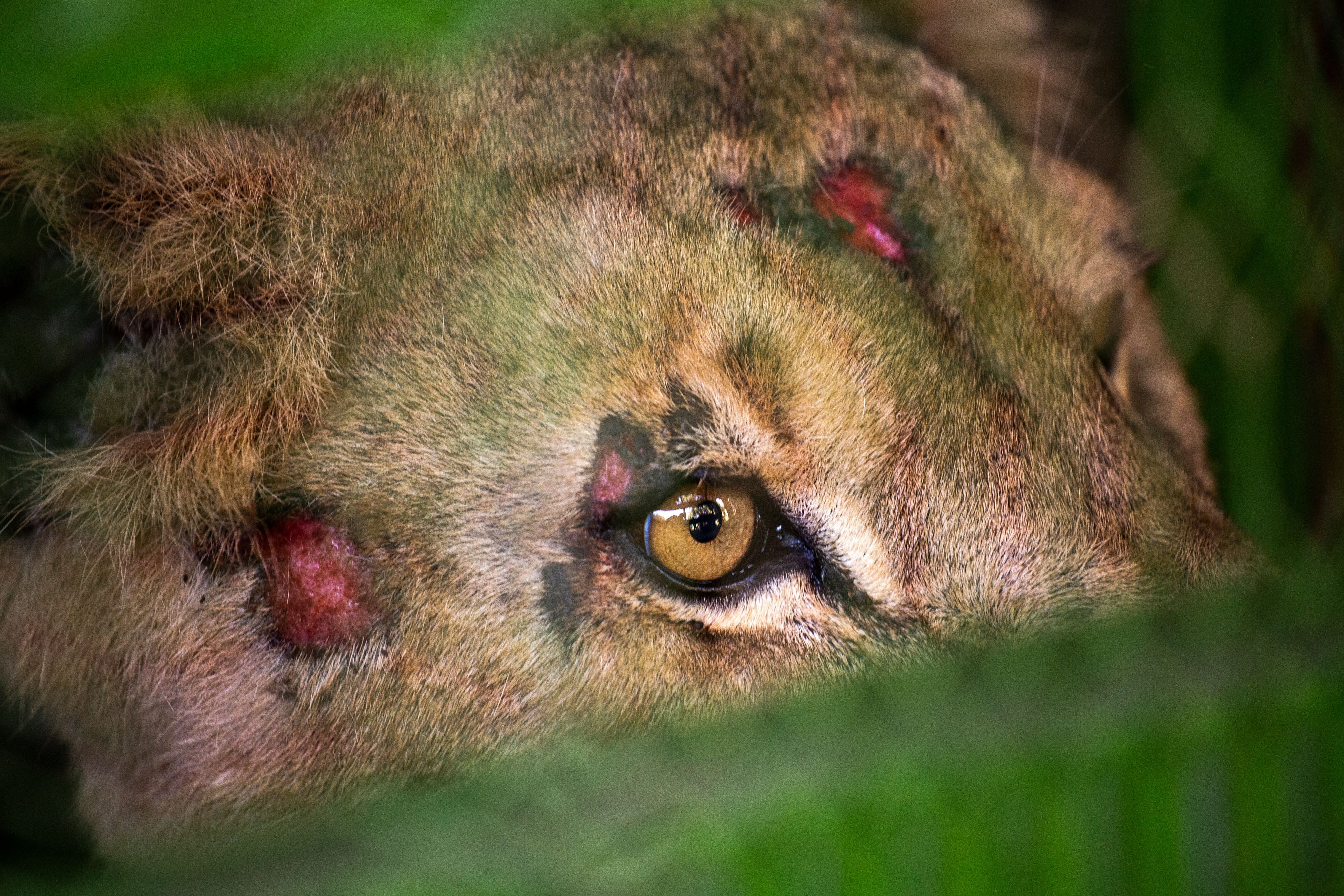 Sichtlich mitgenommen sind neun Löwen und eine Hyäne aus dem Sudan.&nbsp;