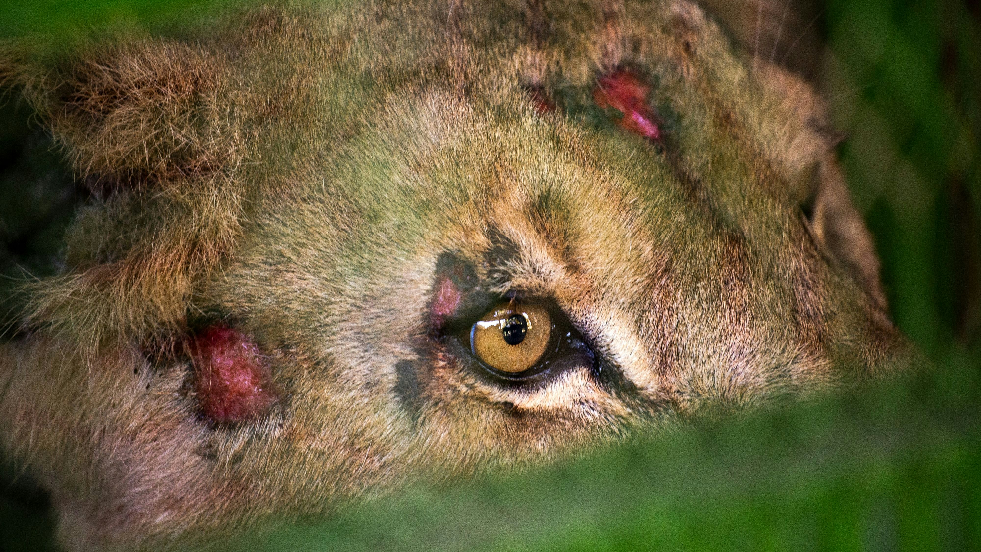 Neun Löwen und eine dreibeinige Hyäne aus dem Dinder-Nationalpark (die im November 2023 von Sudan Animal Rescue evakuiert wurden) werden vorübergehend im Kassala-Zoo gehalten.