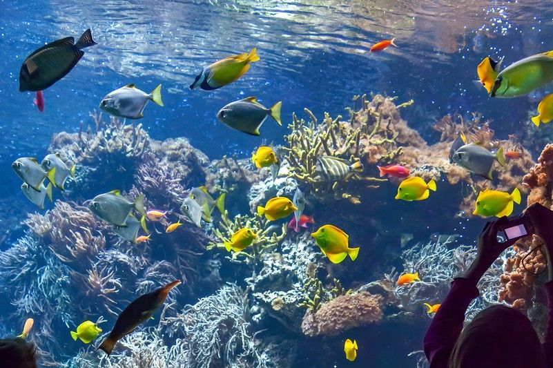 Neues Aquarium im Zoo Schönbrunn ist geplant. 