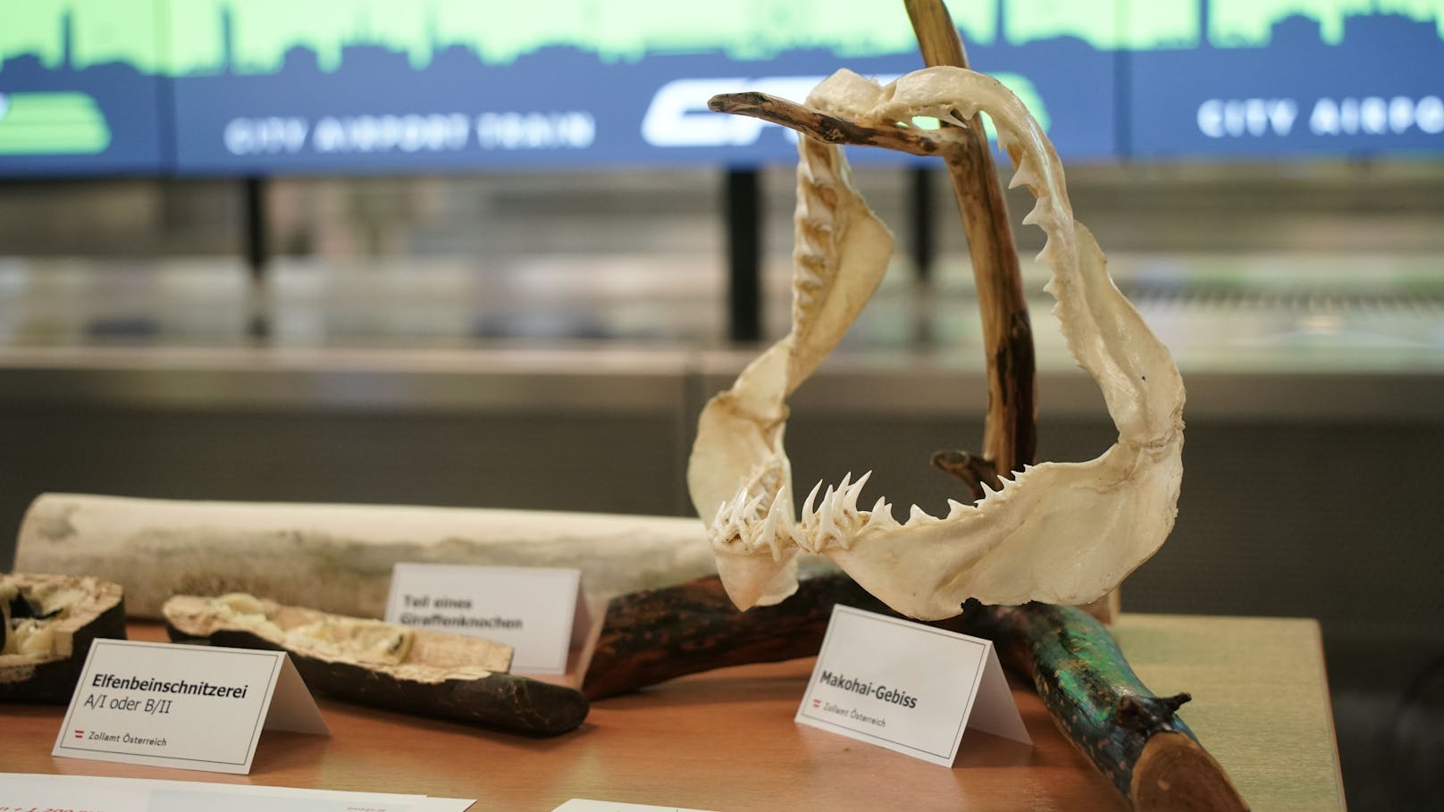 Sogar ein Haifisch-Gebiss wurde am Flughafen Wien bei einem Passagier entdeckt.&nbsp;