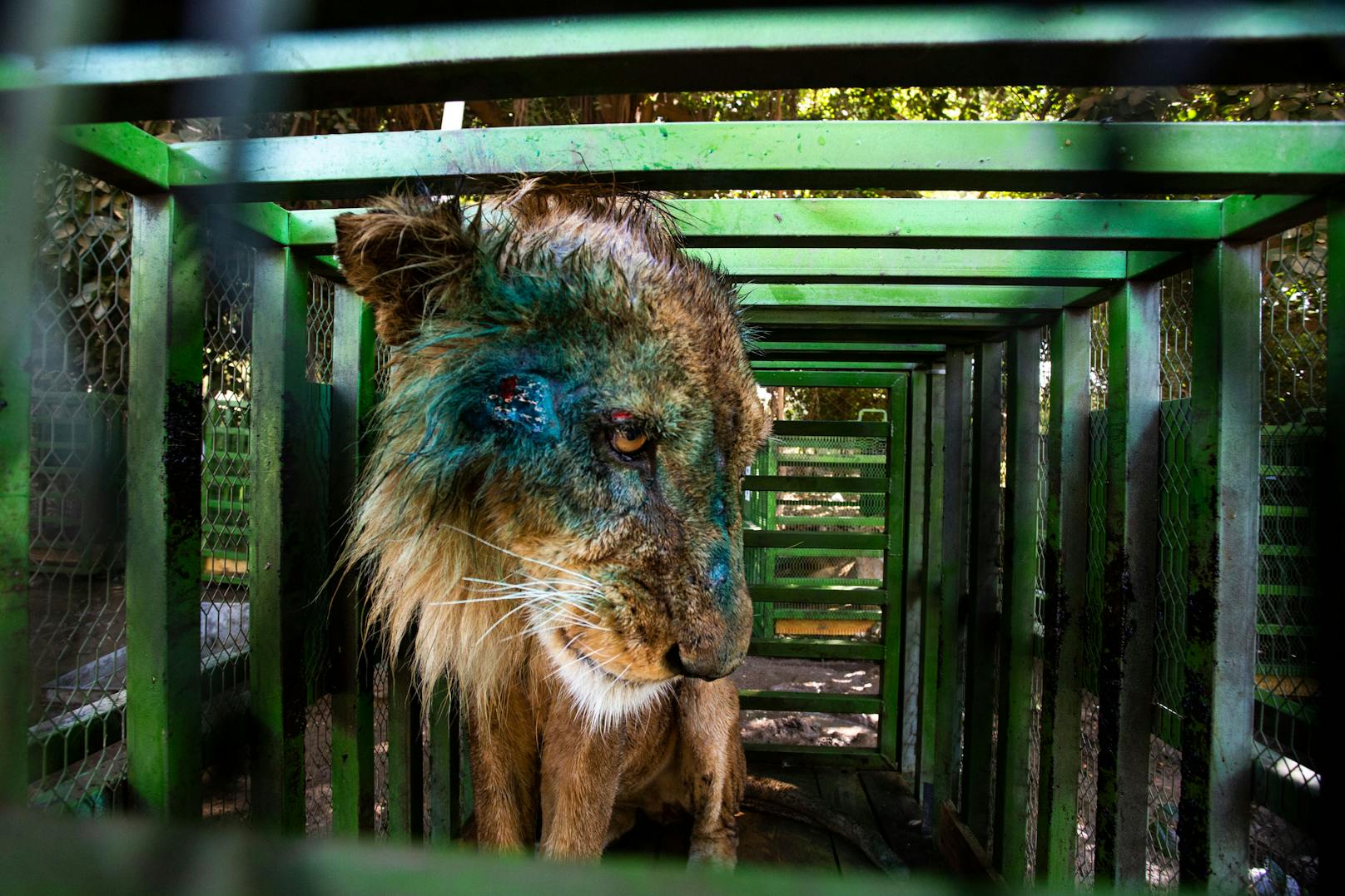 Neun Löwen und eine dreibeinige Hyäne aus dem Dinder-Nationalpark (die im November 2023 von Sudan Animal Rescue evakuiert wurden) werden vorübergehend im Kassala-Zoo gehalten.