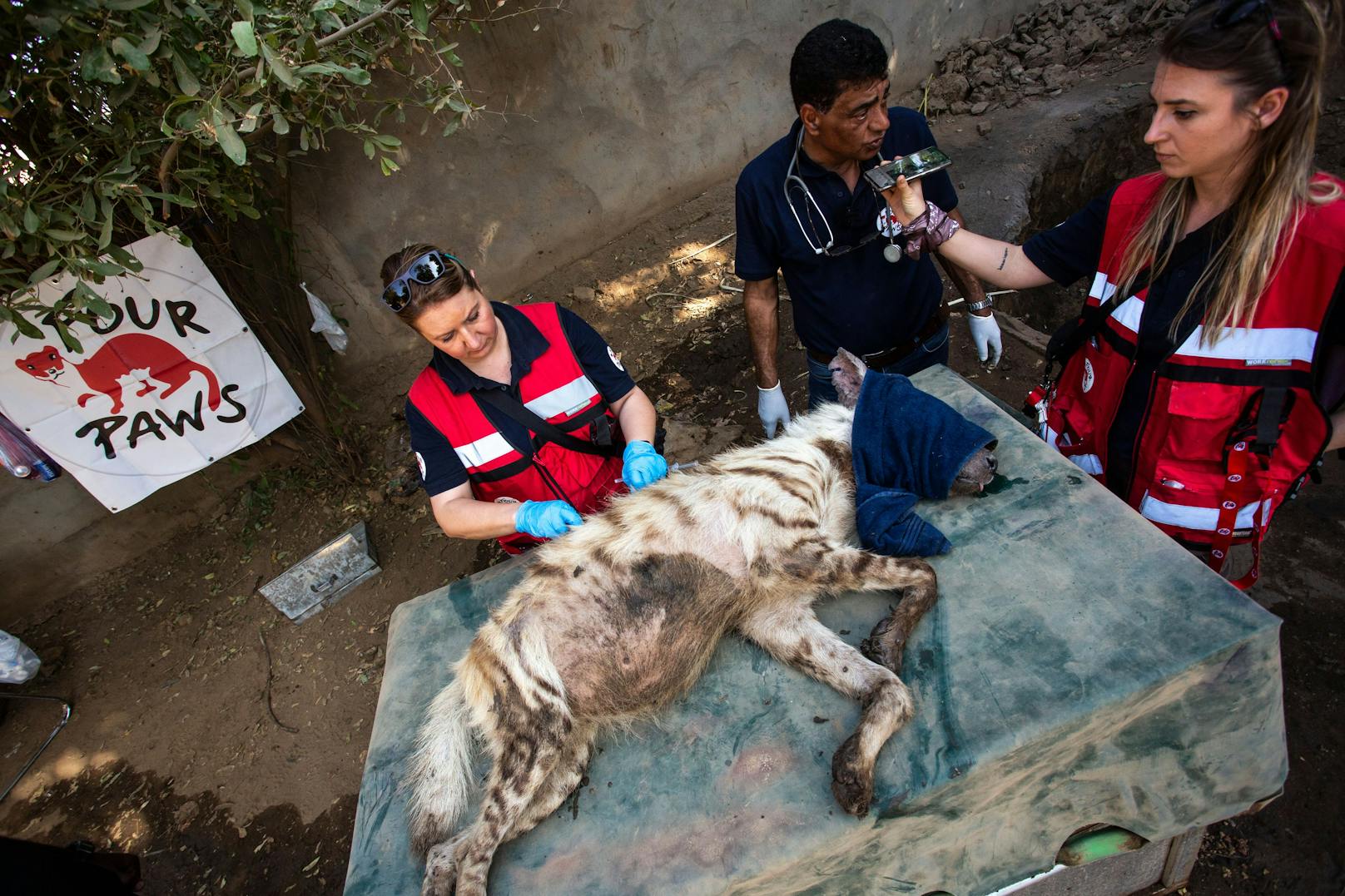 Neun Löwen und eine dreibeinige Hyäne aus dem Dinder-Nationalpark (die im November 2023 von Sudan Animal Rescue evakuiert wurden) werden vorübergehend im Kassala-Zoo gehalten.