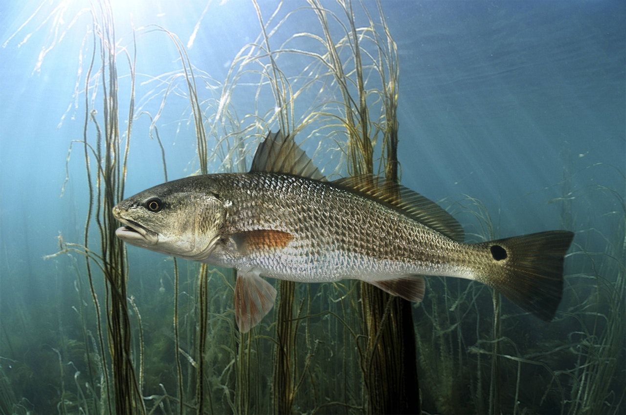 Us Bewohner Werden Wegen Fisch Sex Wahnsinnig Welt Heute At