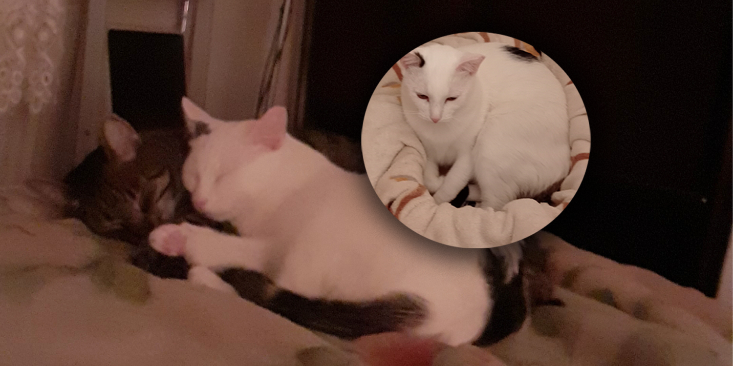 Eine Wienerin hat derzeit finanzielle Schwierigkeiten. Sie kann sich die Arztkosten für ihre geliebte Katze nicht leisten.