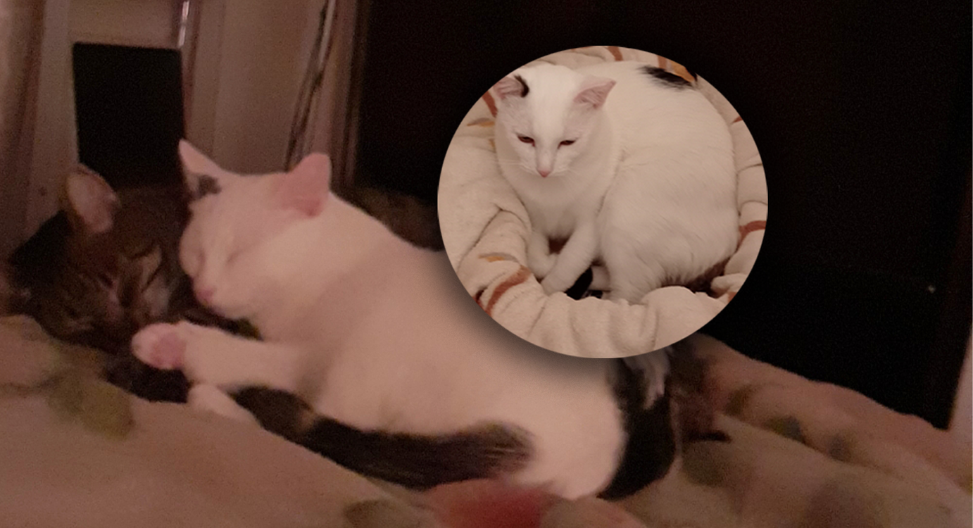 Eine Wienerin hat derzeit finanzielle Schwierigkeiten. Sie kann sich die Arztkosten für ihre geliebte Katze nicht leisten.