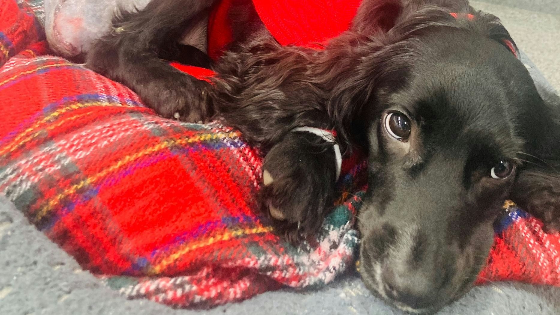 Nach den Operationen war die süße Maus noch ein bisschen benommen.&nbsp;