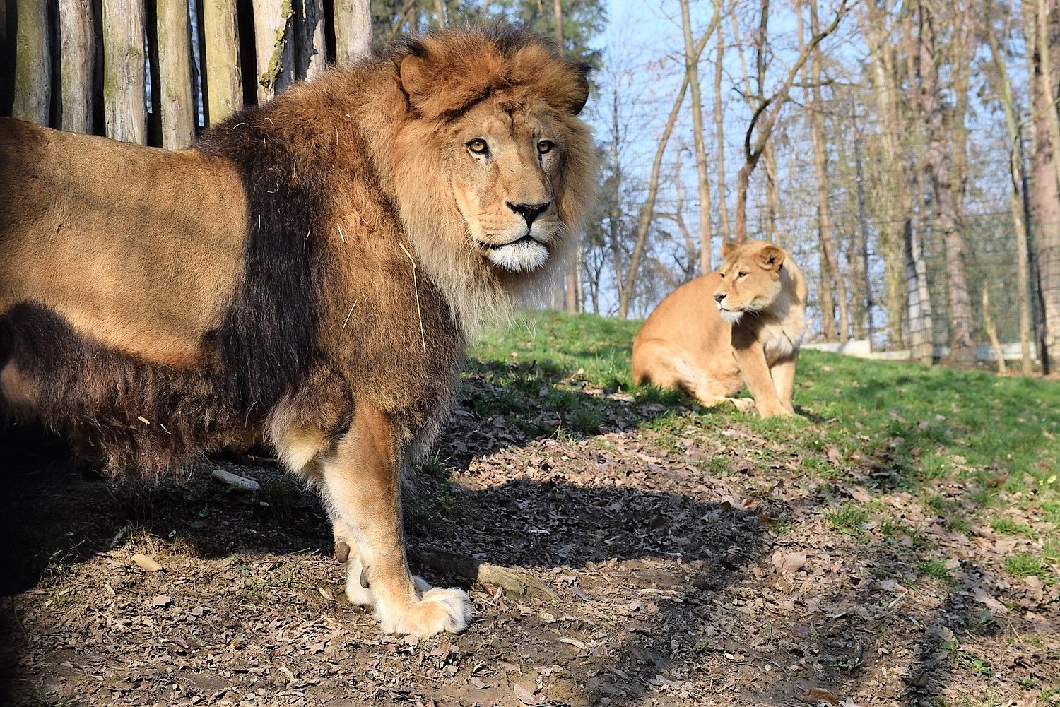 Die Löwen vom Tierpark Haag.