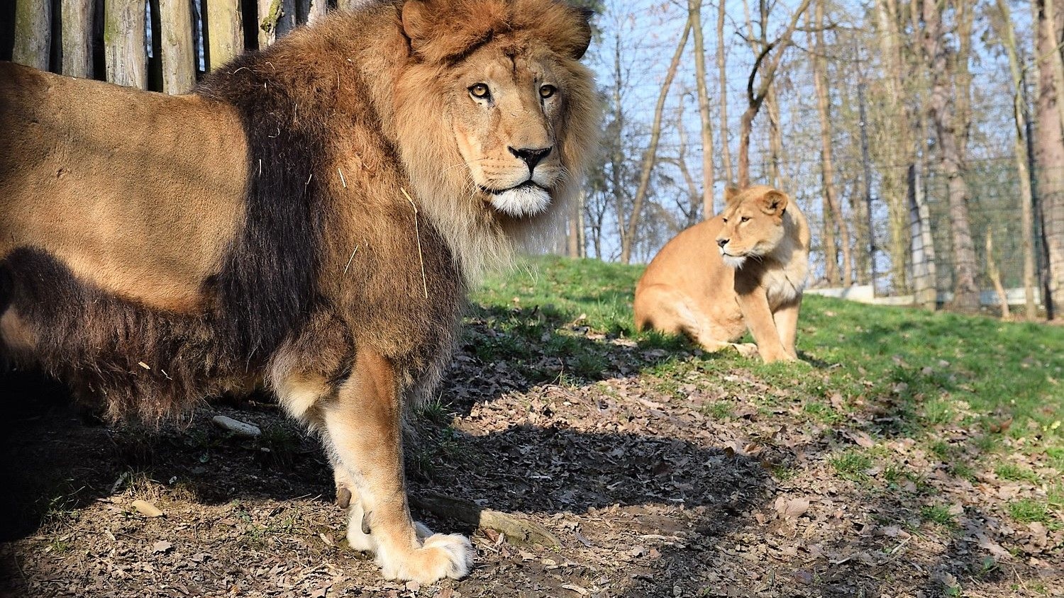 Die Löwen vom Tierpark Haag.