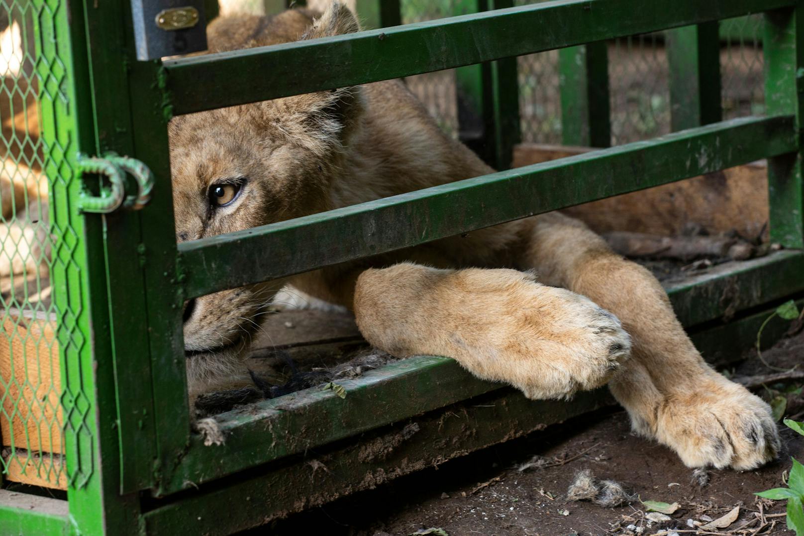 Neun Löwen und eine dreibeinige Hyäne aus dem Dinder-Nationalpark (die im November 2023 von Sudan Animal Rescue evakuiert wurden) werden vorübergehend im Kassala-Zoo gehalten.
