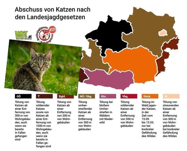 Tierbesitzer machen sich Sorgen um ihre verschwundenen Katzen.