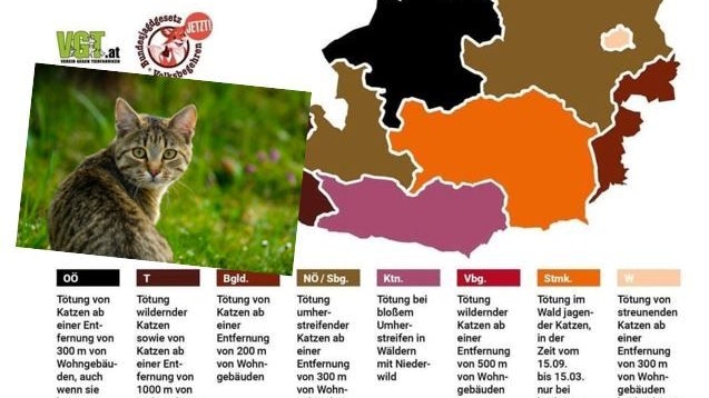 Tierbesitzer machen sich Sorgen um ihre verschwundenen Katzen.