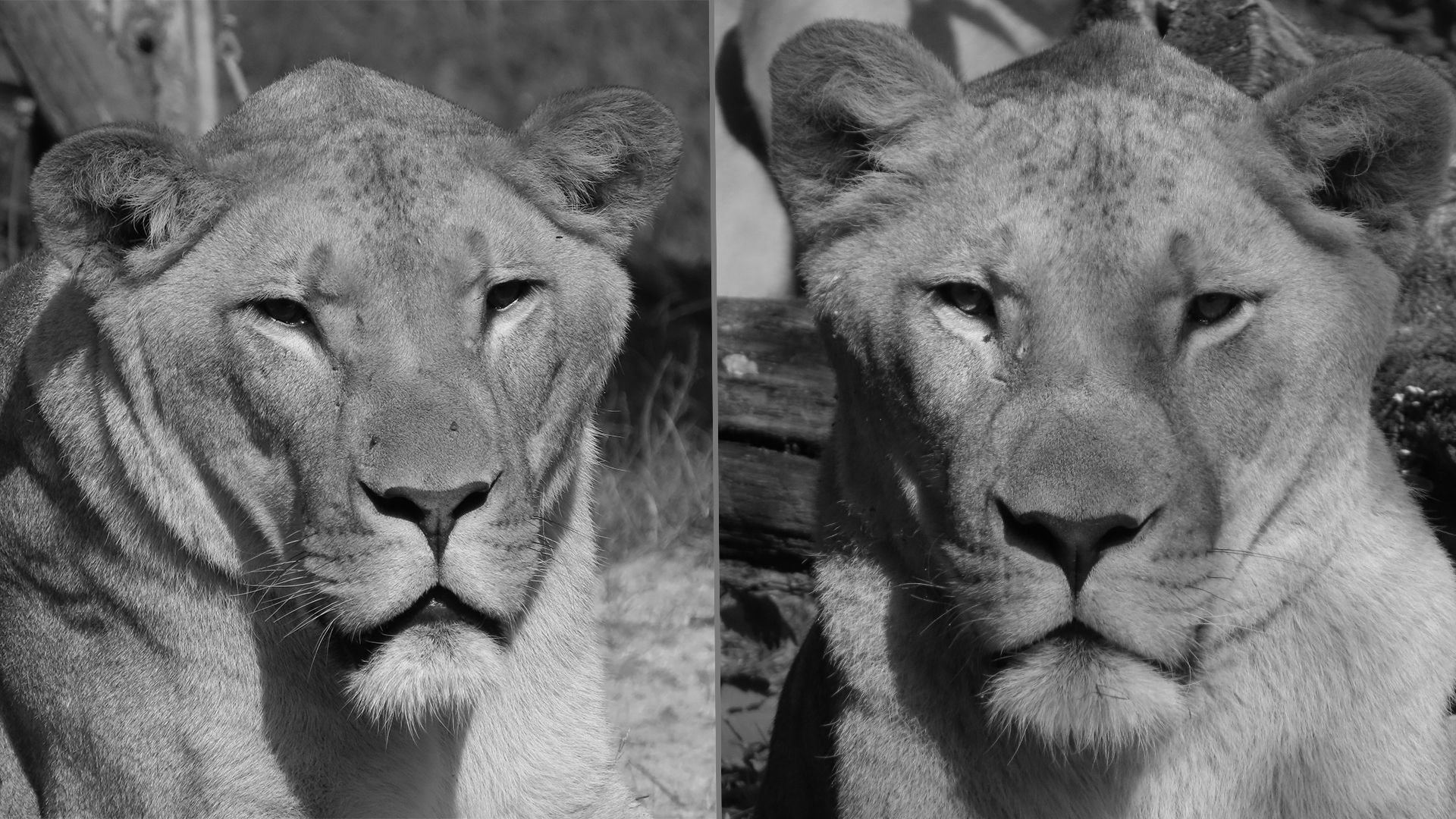 Beide Junglöwen hatten kaum Lebensqualität mehr, weshalb man sich für eine Euthanasie entschied.&nbsp;