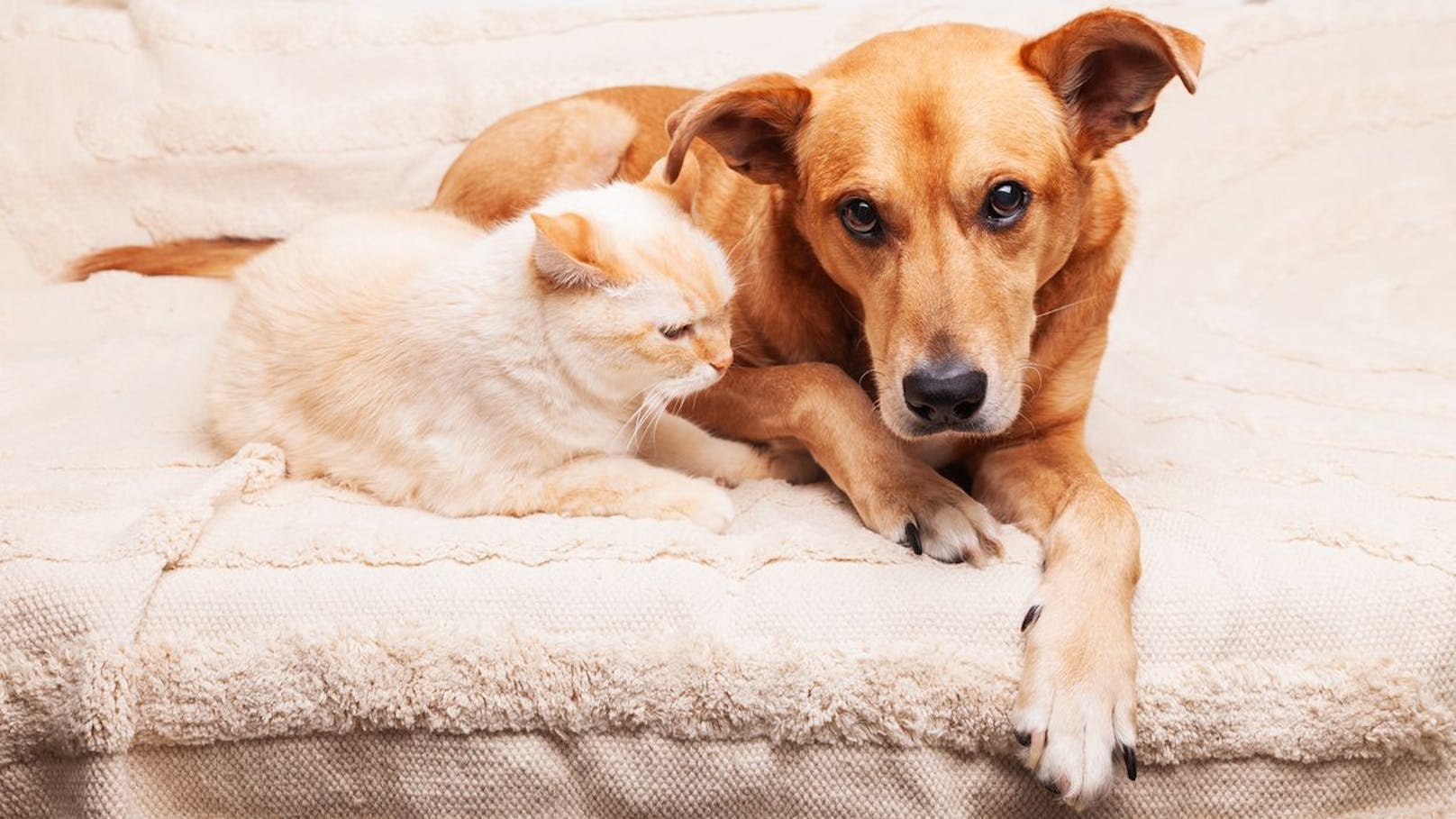 Dieses Virus tötet Hunde und Katzen unter Schmerzen