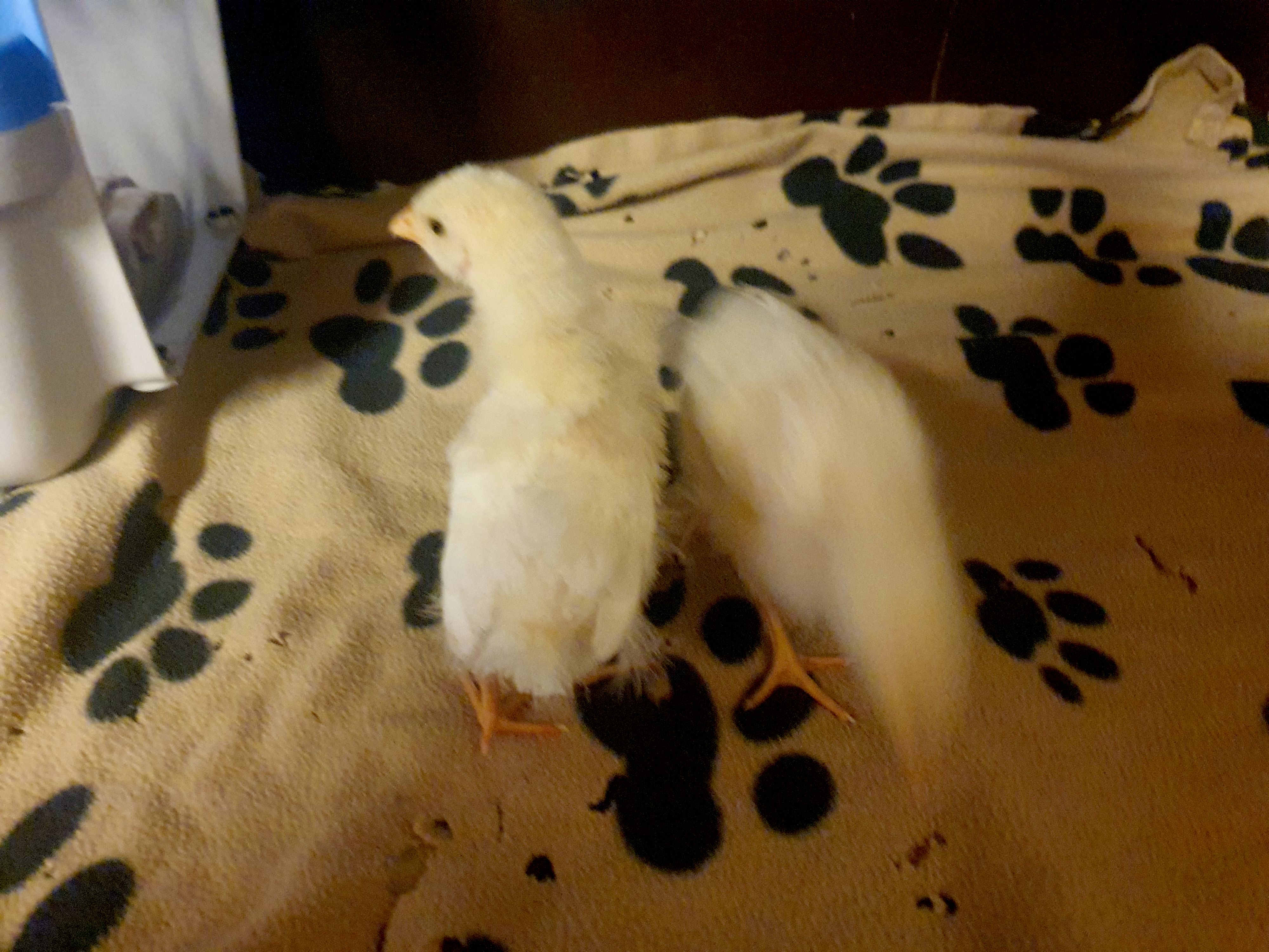 Die Küken konnten aus der Wohnung befreit werden. 