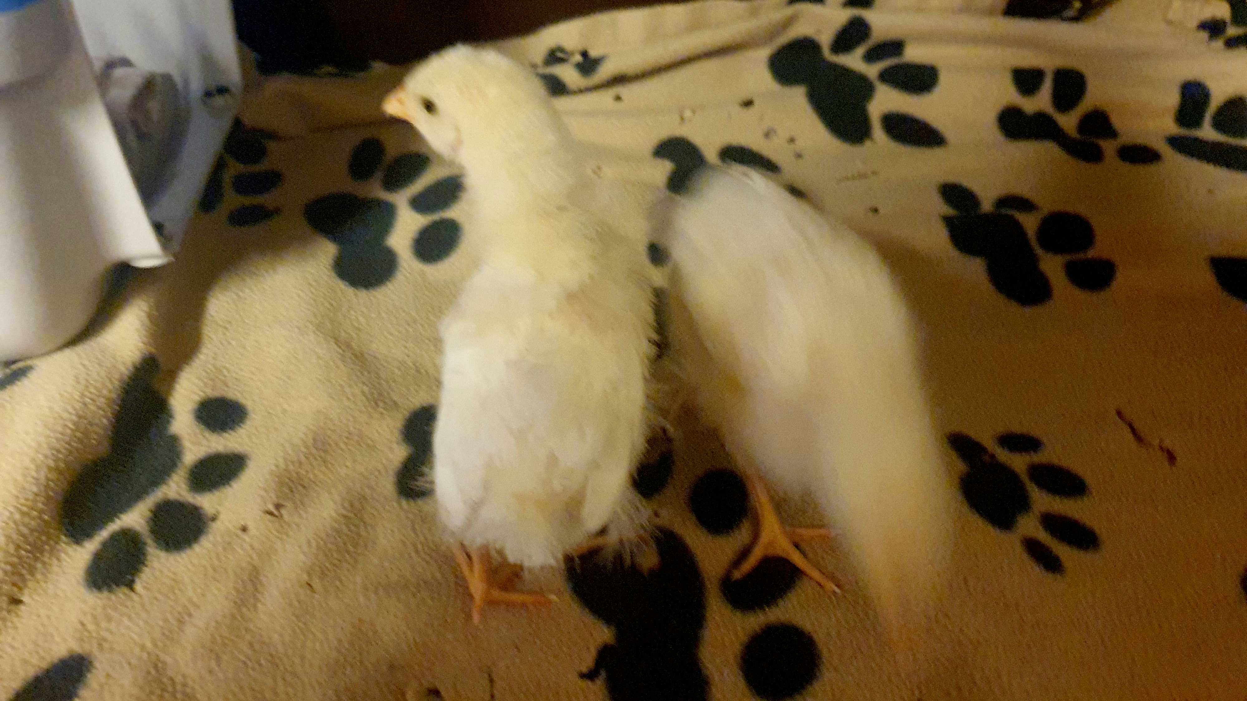 Die Küken konnten aus der Wohnung befreit werden. 