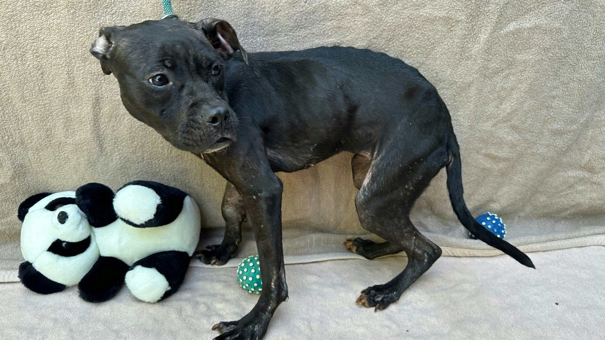 Der Zustand von "Gerti" war nach ihrer Befreiung dramatisch. 