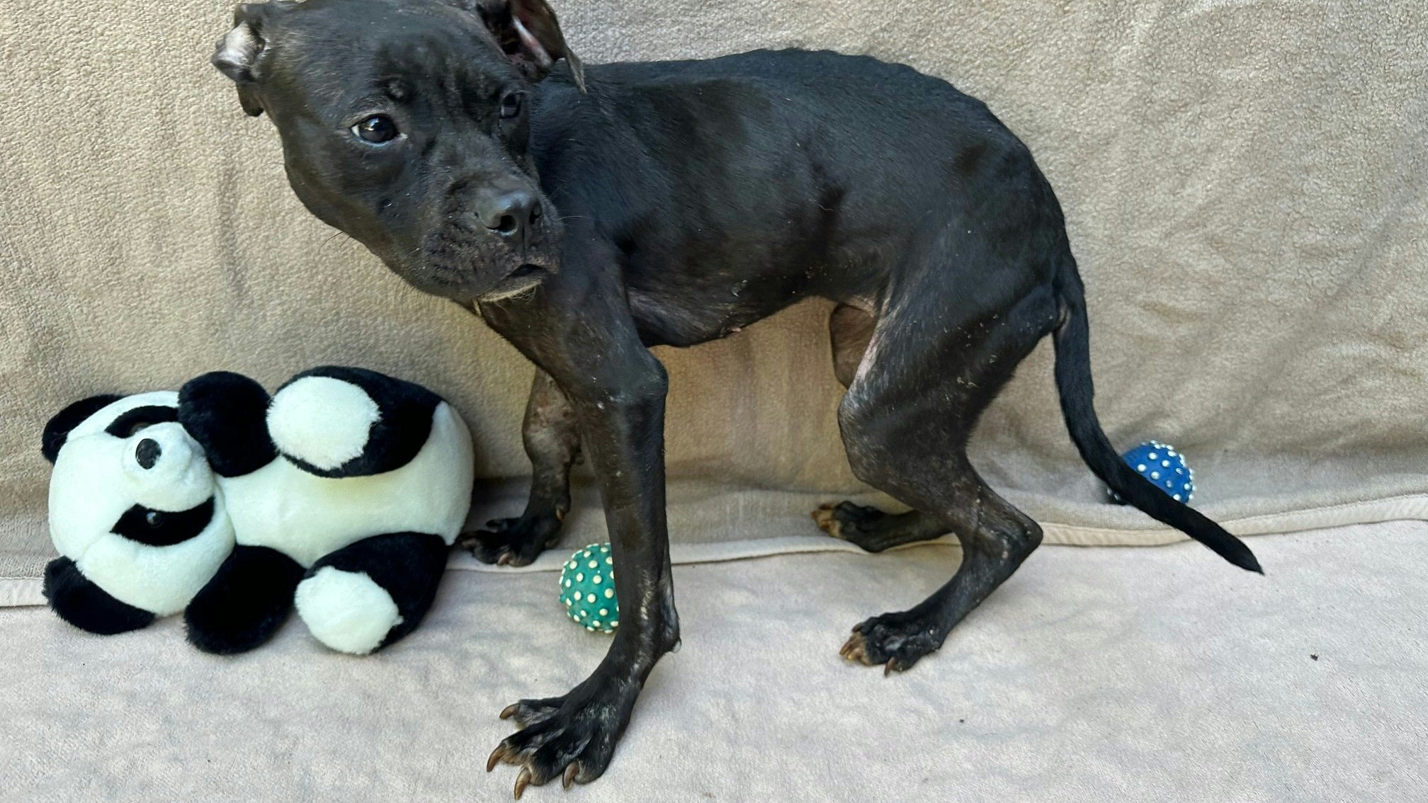 Der Zustand von "Gerti" war nach ihrer Befreiung dramatisch. 