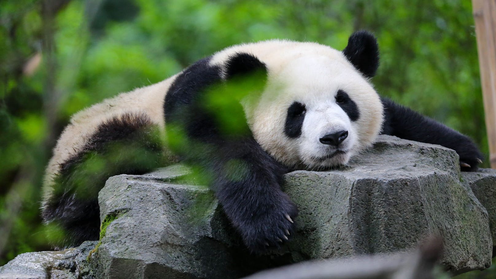 Schafft es der Große Panda bald von der roten Liste?