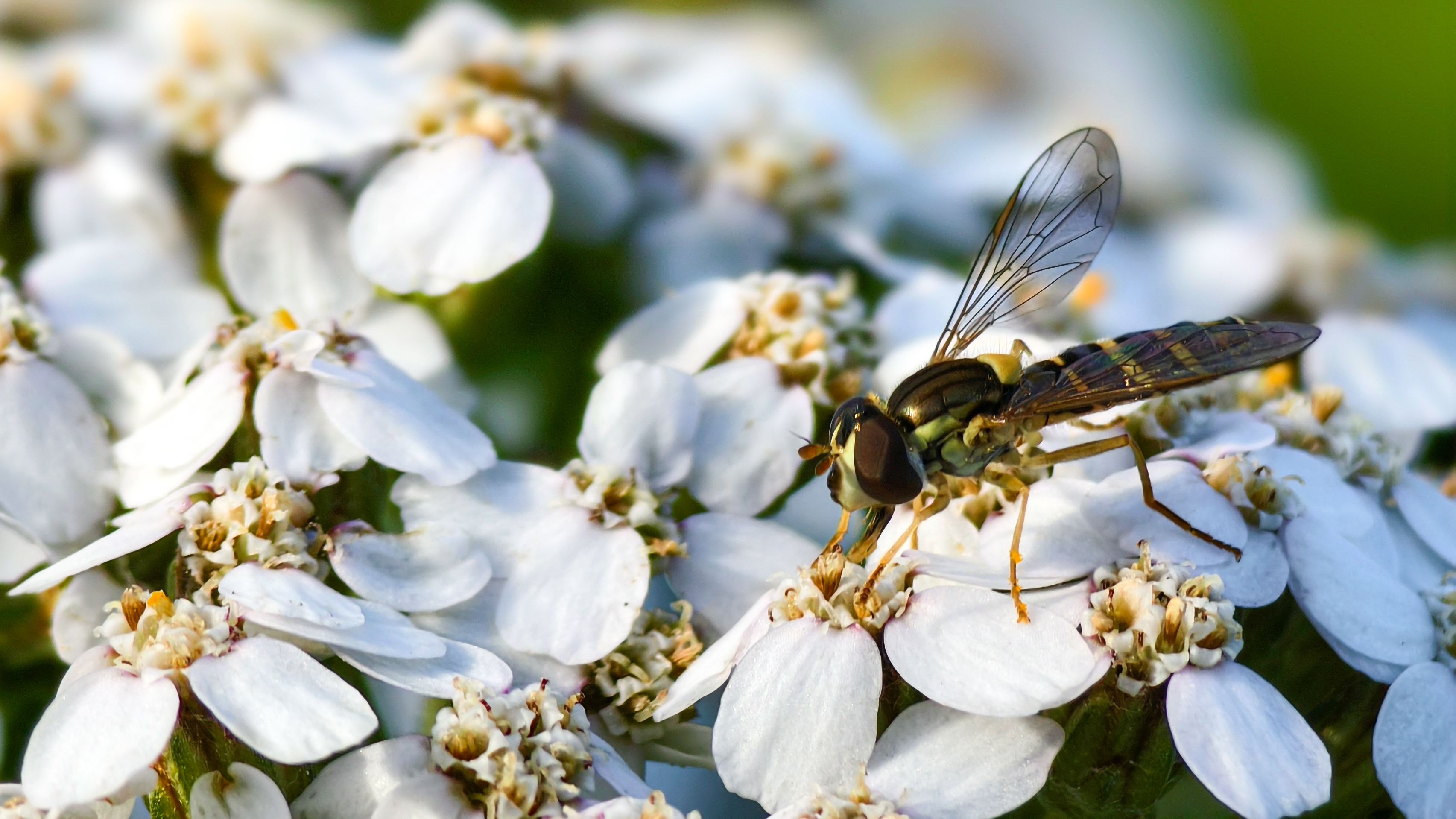 Das vivo X100 Pro Telephoto Feature.