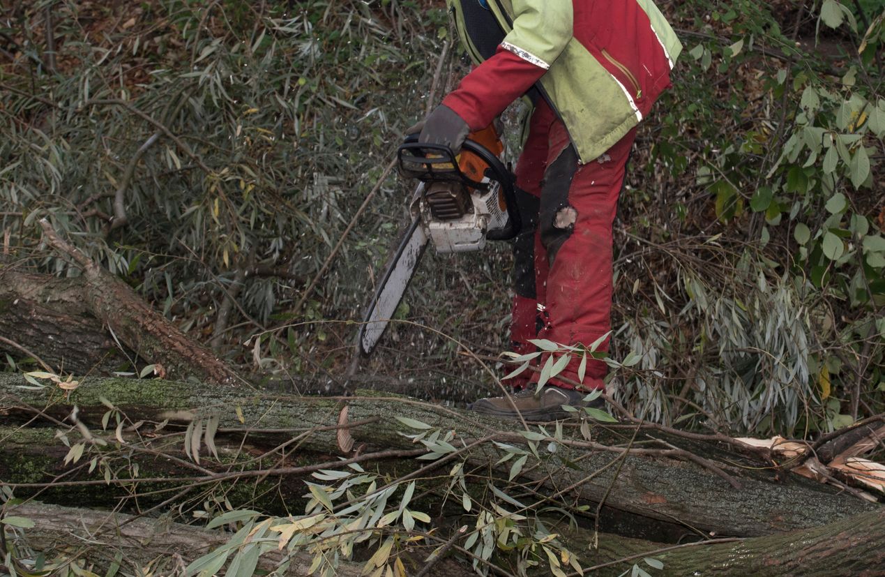 Der Mann wurde während der Forstarbeiten von einem Baum erschlagen. Symbolbild.