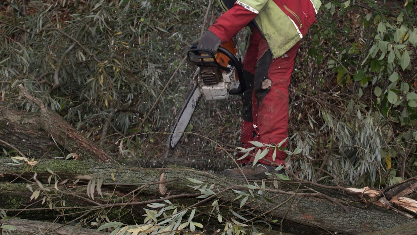 Mann bei Arbeiten im Wald von Baum erschlagen