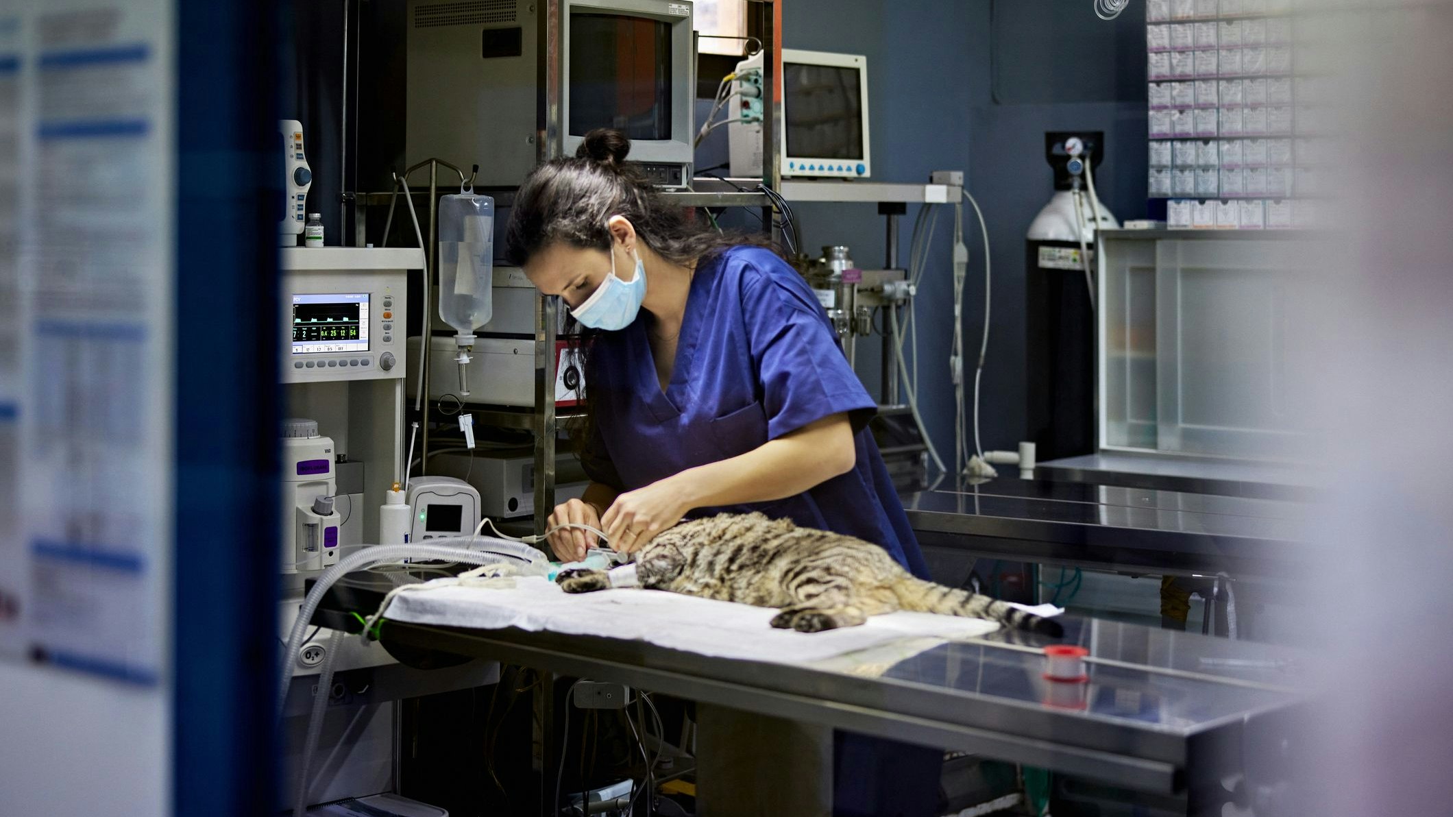 Die Katze hatte einen Fremdkörper geschluckt und musste dringend operiert werden.
