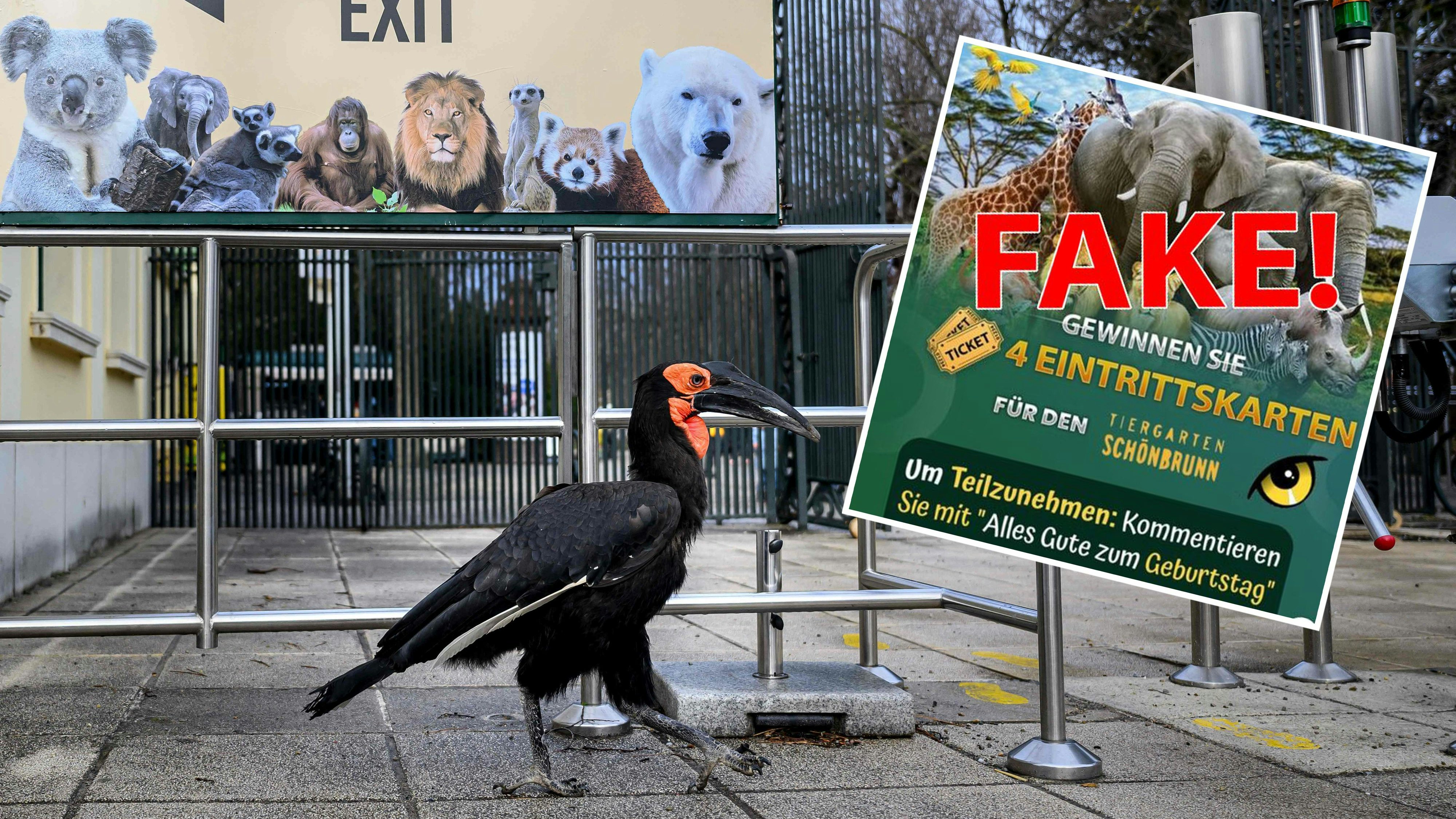 Download von www.picturedesk.com am 28.01.2024 (13:19).  Southern Ground-Hornbill bird walks next to the entrance outside the Schoenbrunn Zoo after it managed to escape its enclosure in Vienna, Austria, on January 24, 2023. The bird was later captured outside and brought back to enclosure. (Photo by Joe Klamar / AFP) - 20240124_PD9720 - Rechteinfo: Rights Managed (RM) Nur für redaktionelle Nutzung! Werbliche Nutzung erfordert Freigabe: bitte schicken Sie uns eine Anfrage.