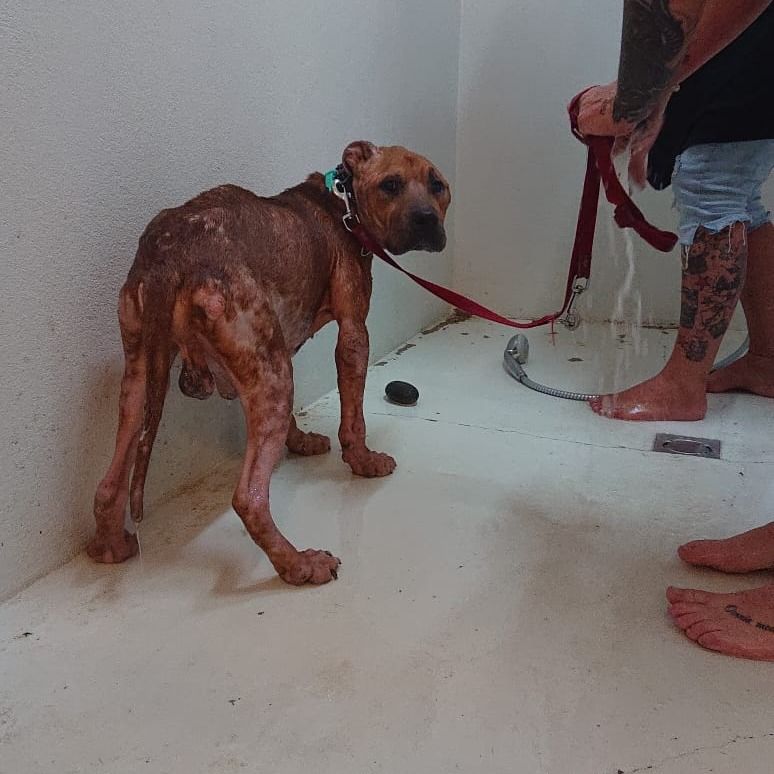 In diesem erbärmlichen Zustand wurde Rüde 