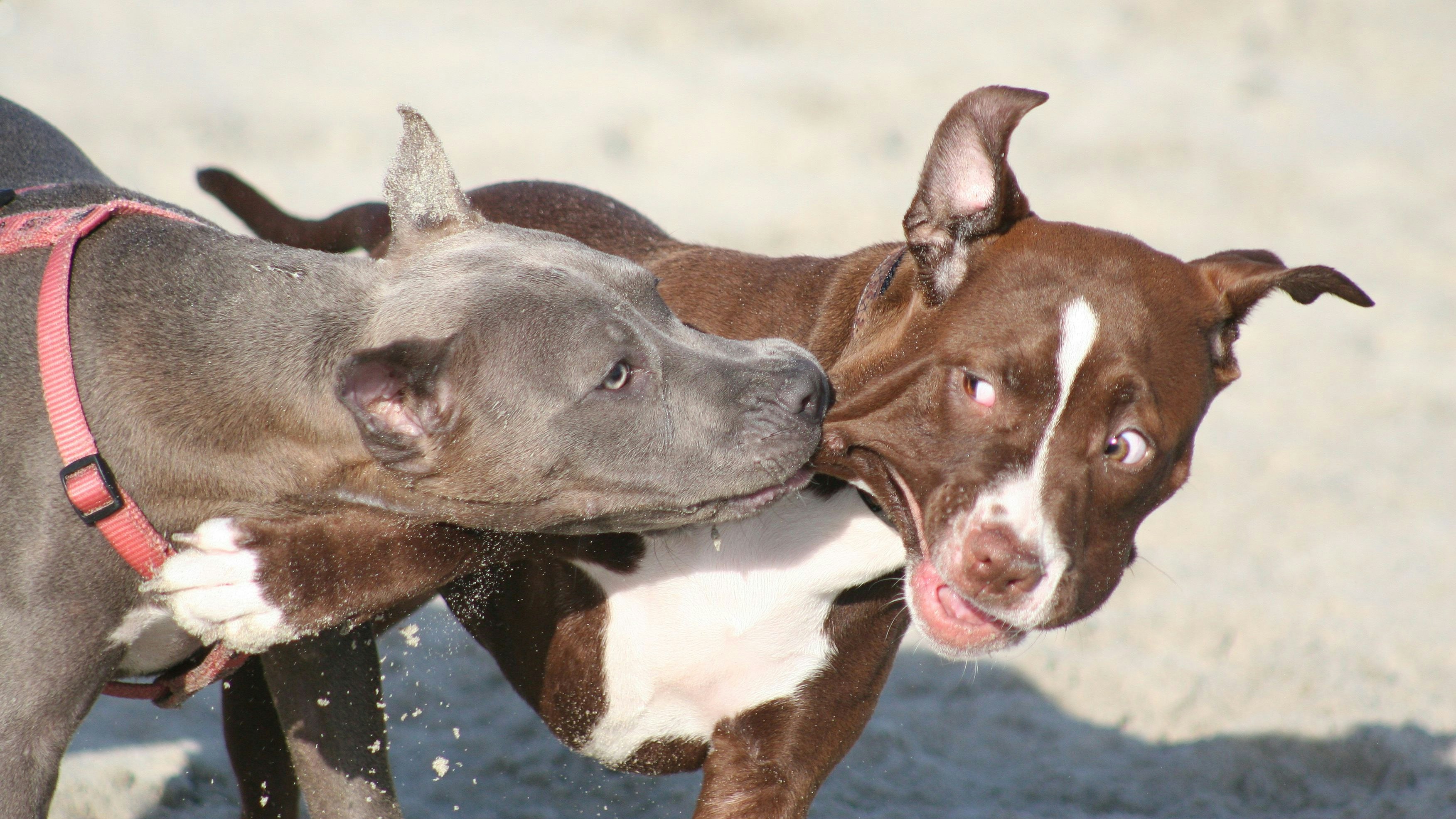 Keine Rasse ist "böser" als andere. 