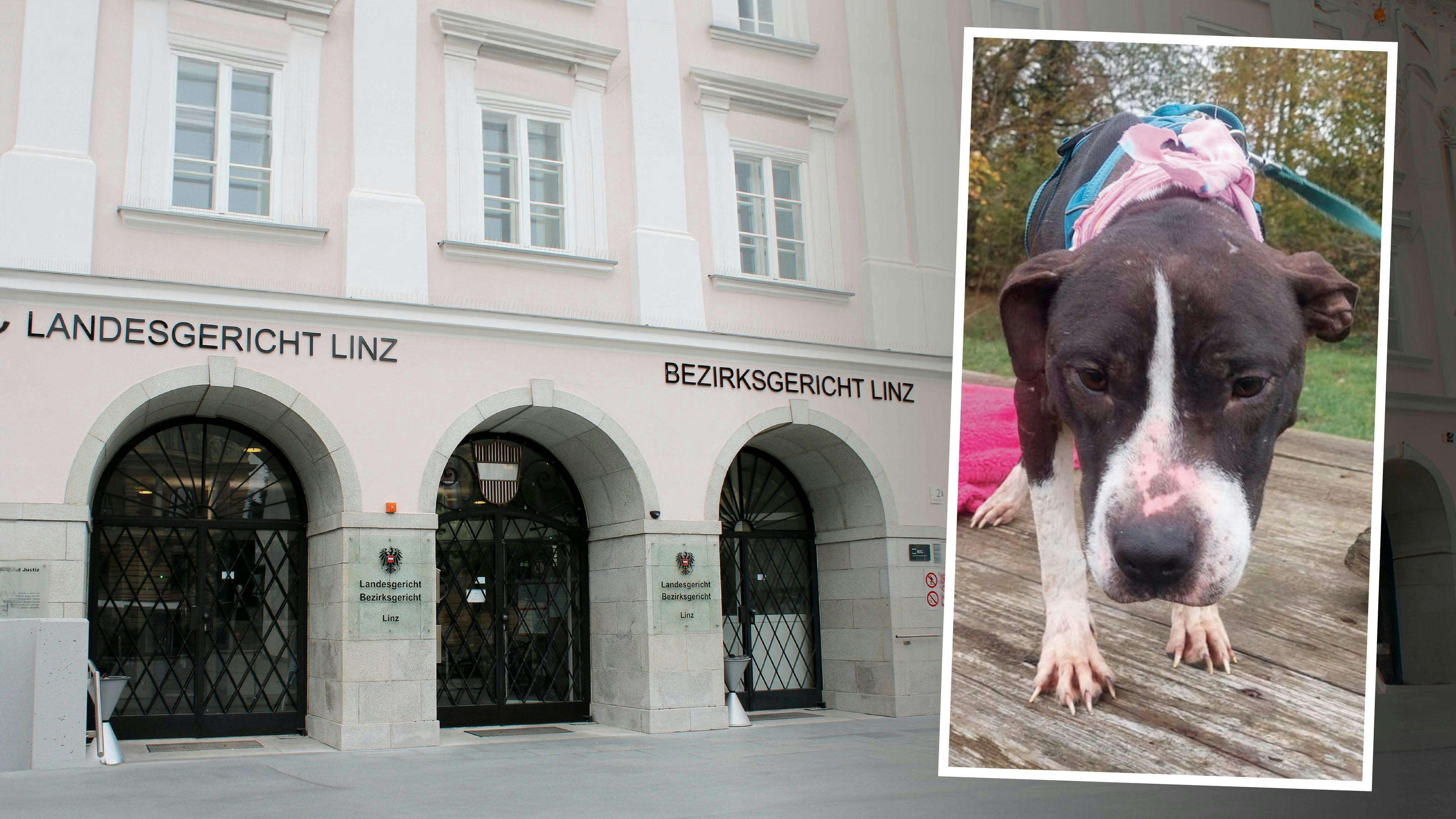 Einer von vielen Hunden, die in Ansfelden (Bez. Linz-Land) unvorstellbare Grausamkeiten über sich ergehen lassen mussten.