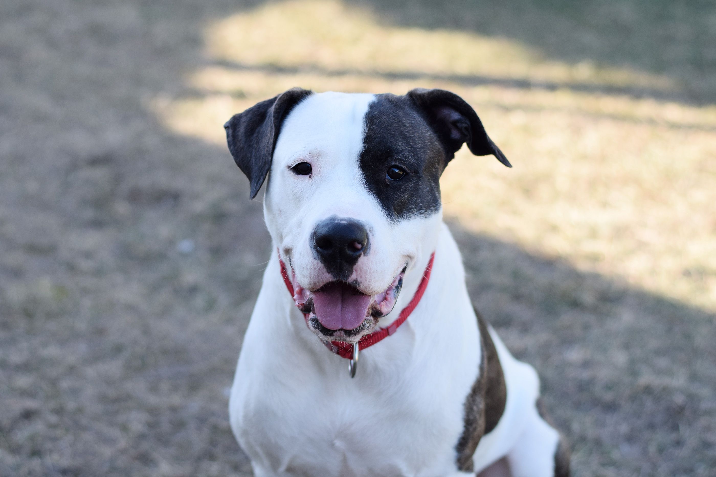 Isolde hat ausgerechnet kurz vor Weihnachten das Grausamste erfahren. Dabei ist sie äußerst verschmust.