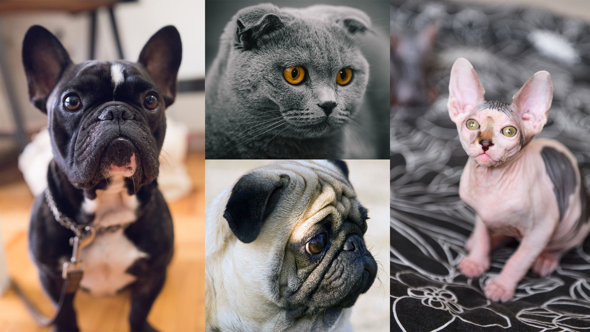 Das Verbot der Qualzucht gibt es nun seit bald zwanzig Jahren und trotzdem züchtet man munter weiter.