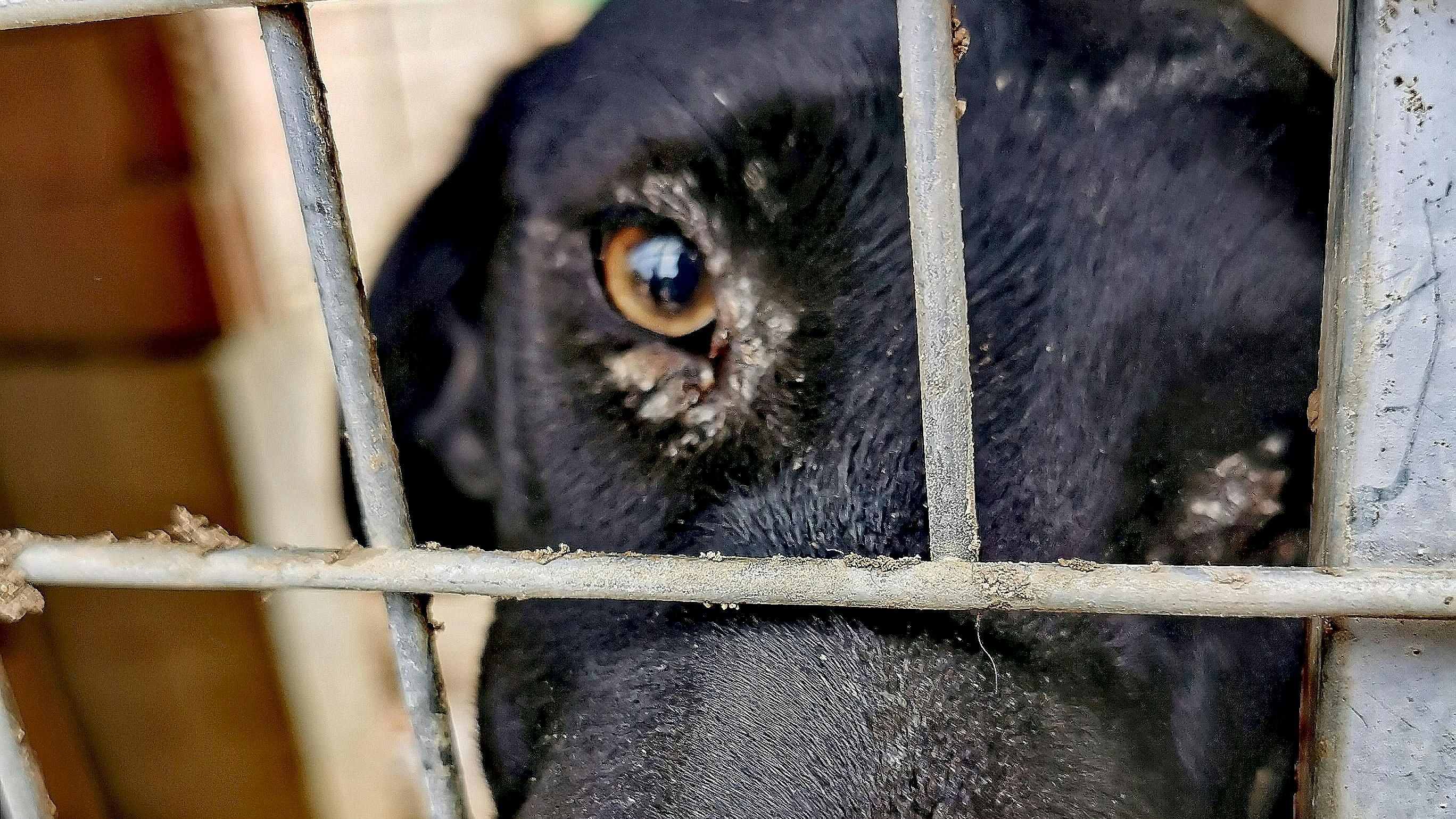 Für die spanischen Jäger ist ein Galgo nur ein austauschbares Nutztier. 