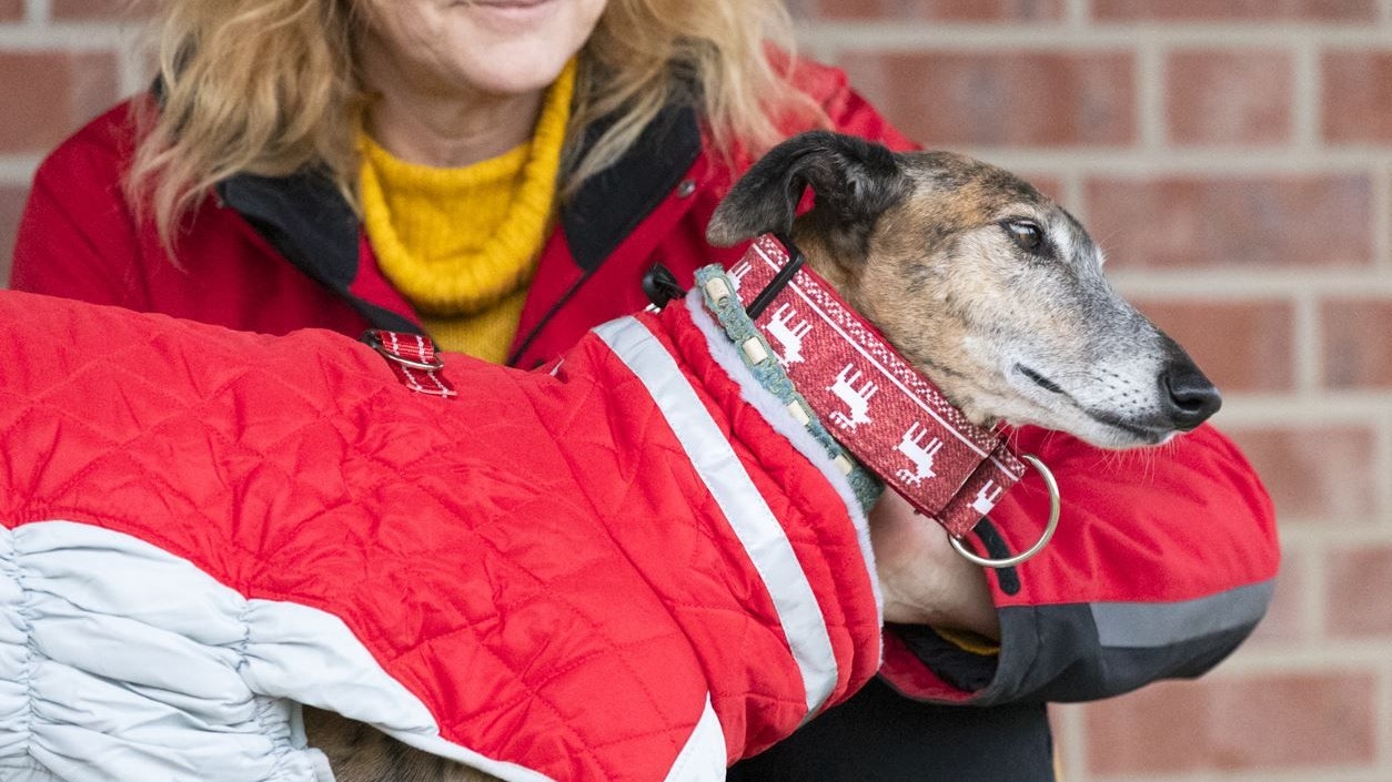 Gut Aiderbichl versucht immer wieder auch Galgos auf ihren Höfen aufzunehmen und weiterzuvermitteln. 
