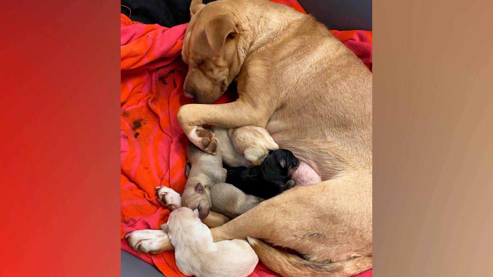 Shar-Pei Hündin "Schneewittchen" wurde an einem Bahnhof ausgesetzt.