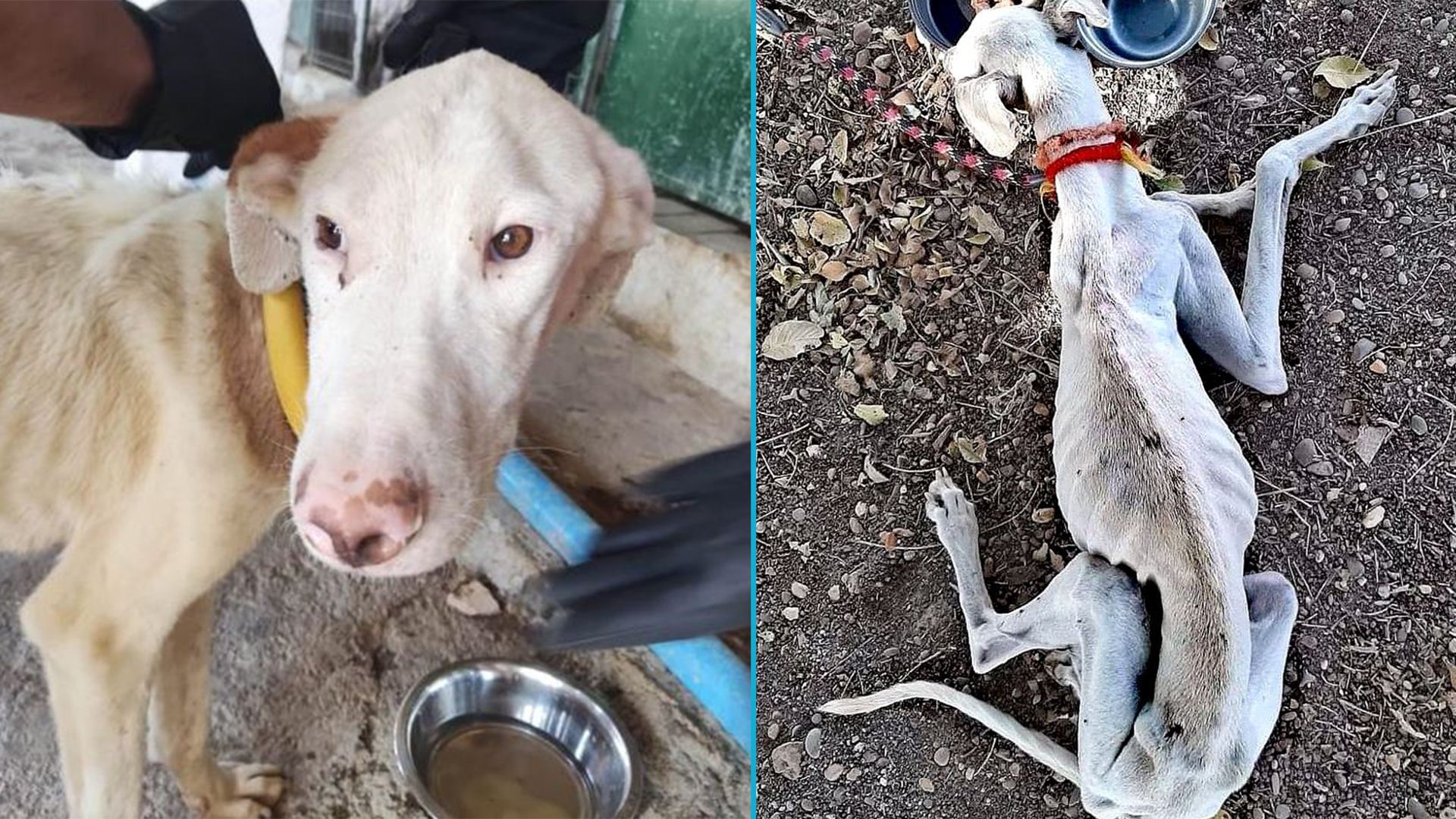 Galgos werden in ihrer Heimat Spanien nur als schnelles Produkt gesehen.