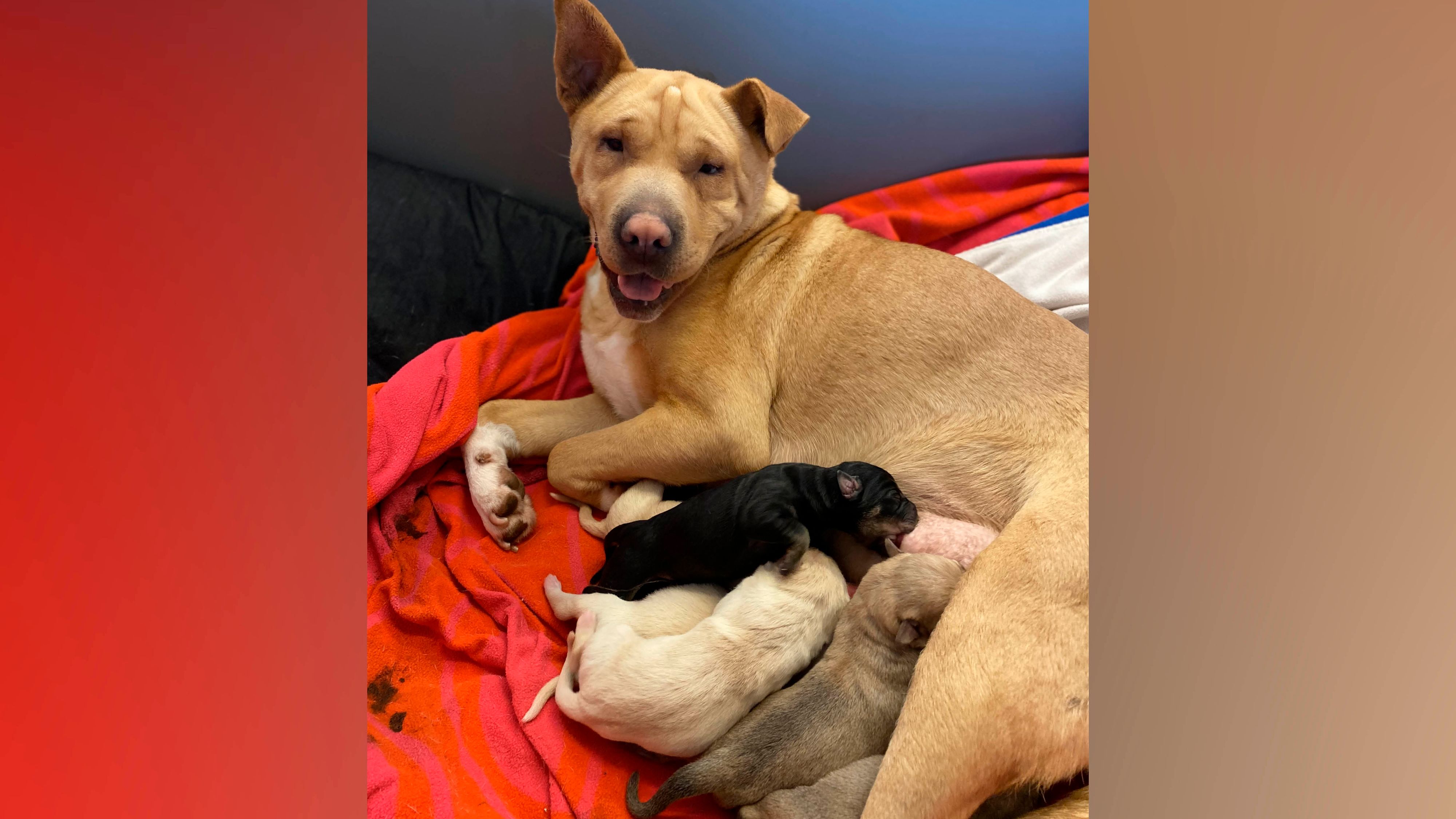 Die putzigen Shar-Pei Welpen kamen am 14. Jänner zur Welt. Sie befinden sich aktuell in einer Pflegestelle. 