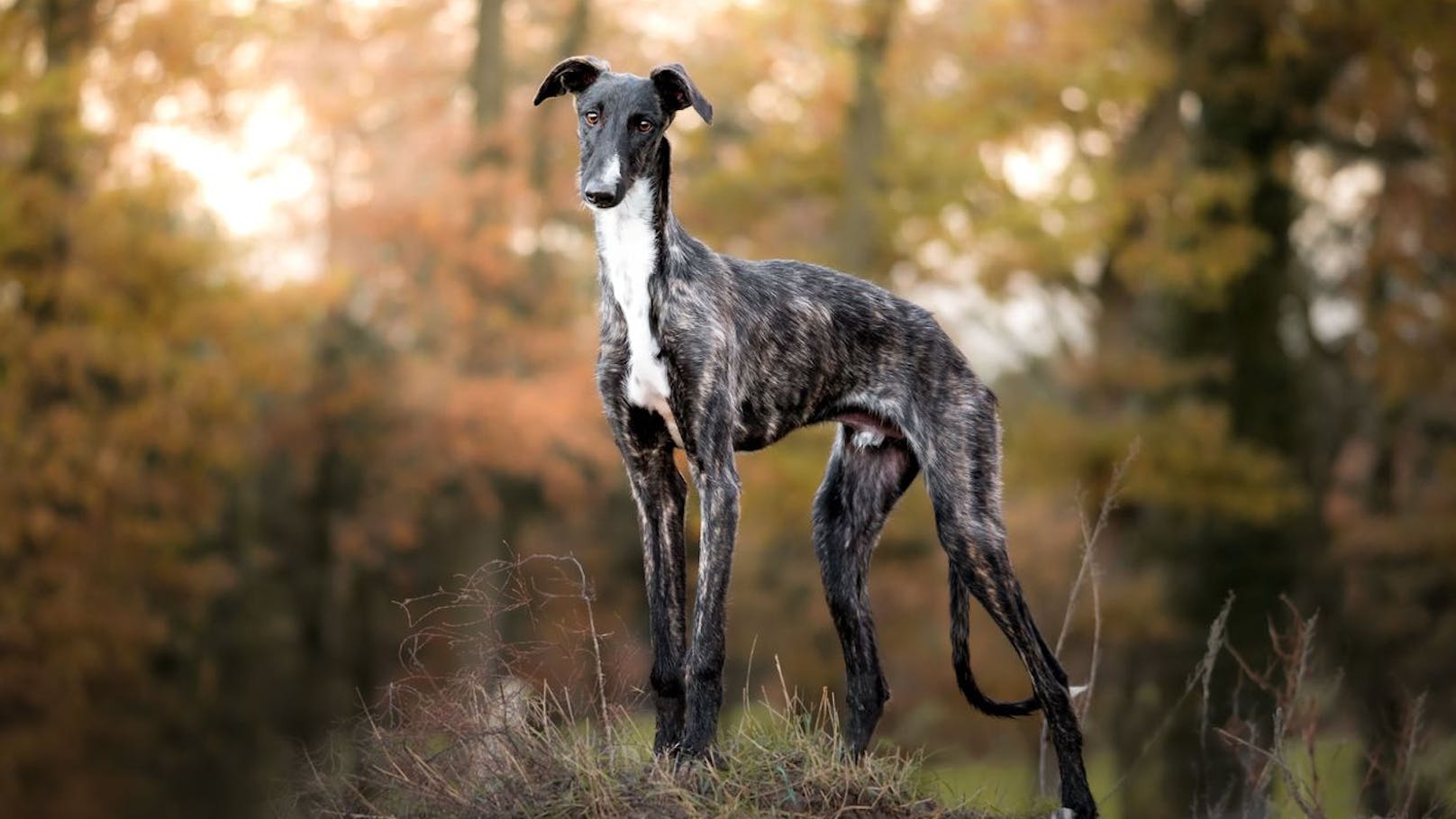 "Galgos" sind die etwas kleineren Vorfahren der Englischen "Greyhounds" und gehören zu den Windhunden. Sie erreichen bei ungefähr 70 Zentimeter Schulterhöhe, maximal 20 Kilogramm. 