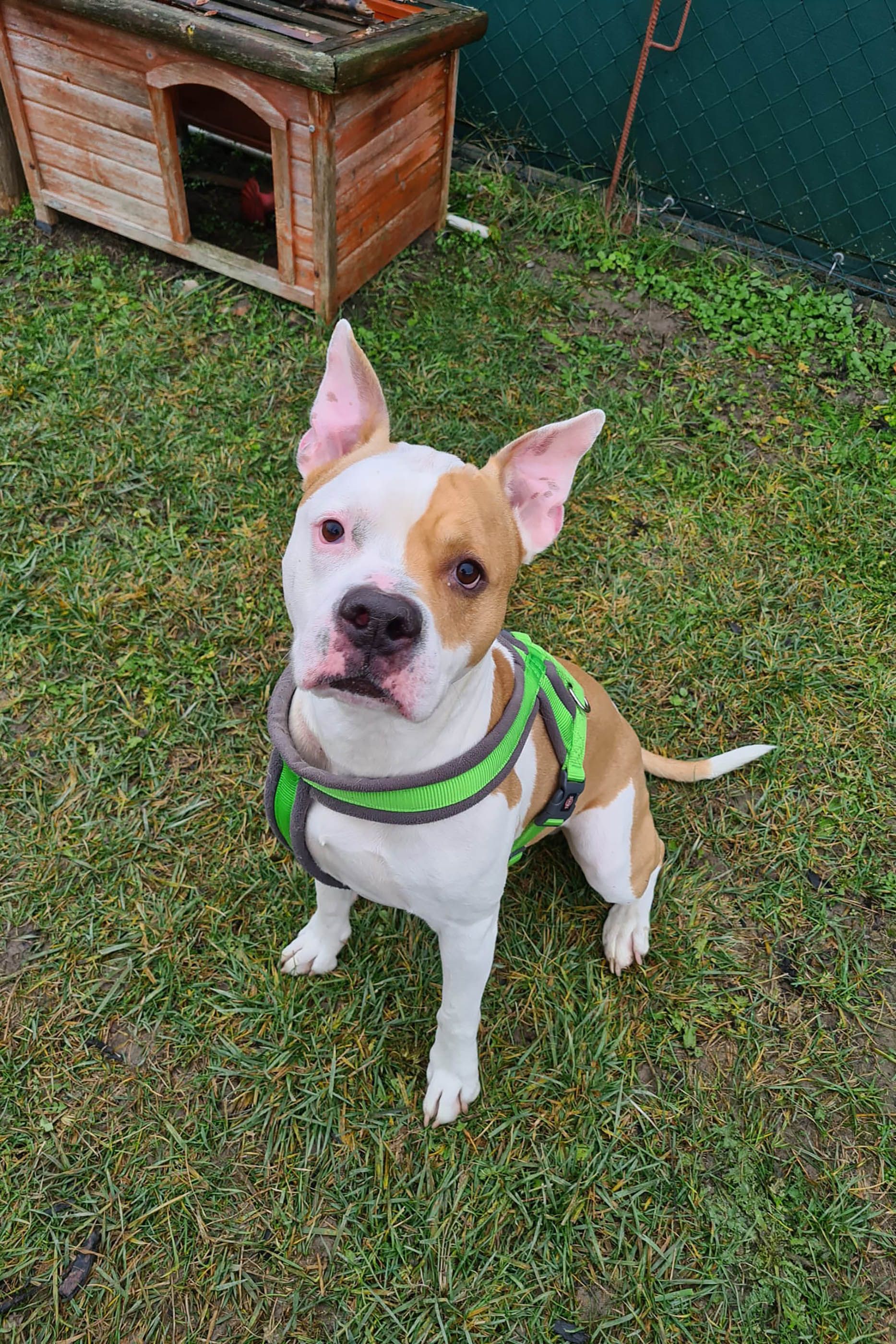 Mittlerweile hat sich Hannes im TierQuarTier wieder erholt und wartet auf ein liebevolles Zuhause für immer.&nbsp;