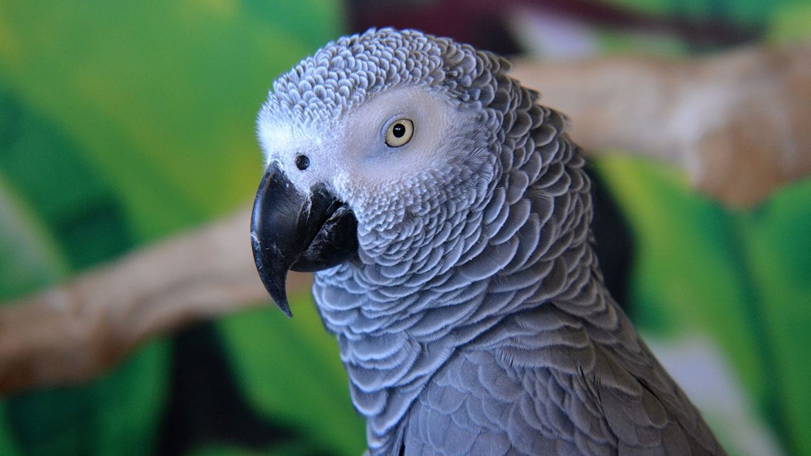 Papageien beschimpfen Zoo-Besucher – mussten umziehen