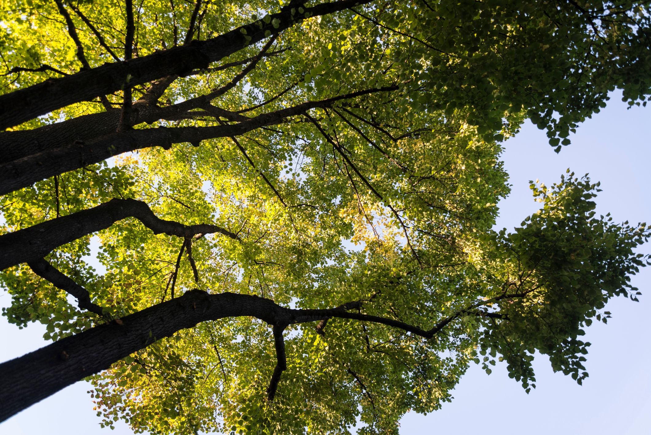 In der Vergangenheit wurden Bäume im städtischen Gebiet aus Vorsicht oft stark gestutzt oder gar gefällt. Ein neues Gesetz bringt mehr Schutz.