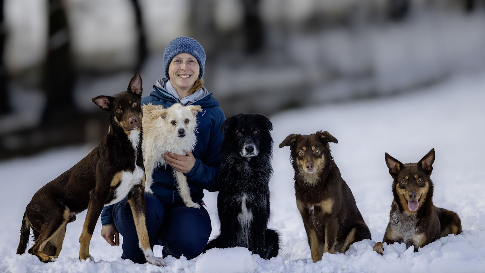 Die Niederösterreicherin hat fünf Hunde, davon zwei Australian Shepherds und zwei Australian Koolies.