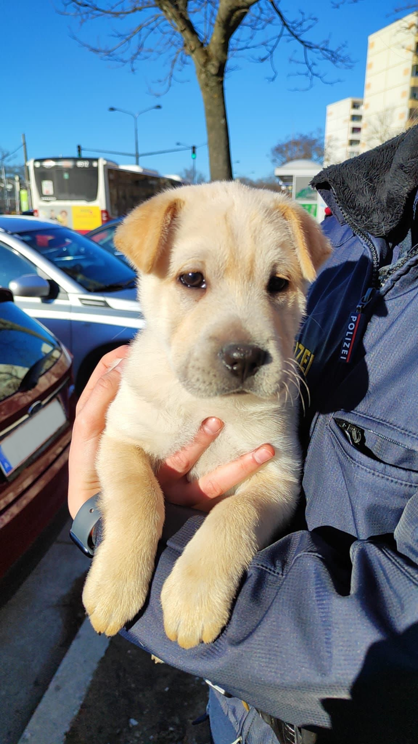 Happy End für Cutie. Der Welpe wurde alleine auf der Straße gefunden, hat nun aber schon einen neuen Besitzer.